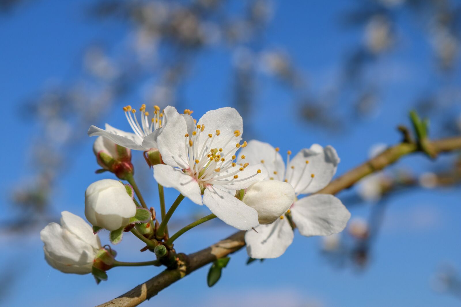 Canon EOS 750D (EOS Rebel T6i / EOS Kiss X8i) sample photo. Blossom, bloom, mirabelle photography