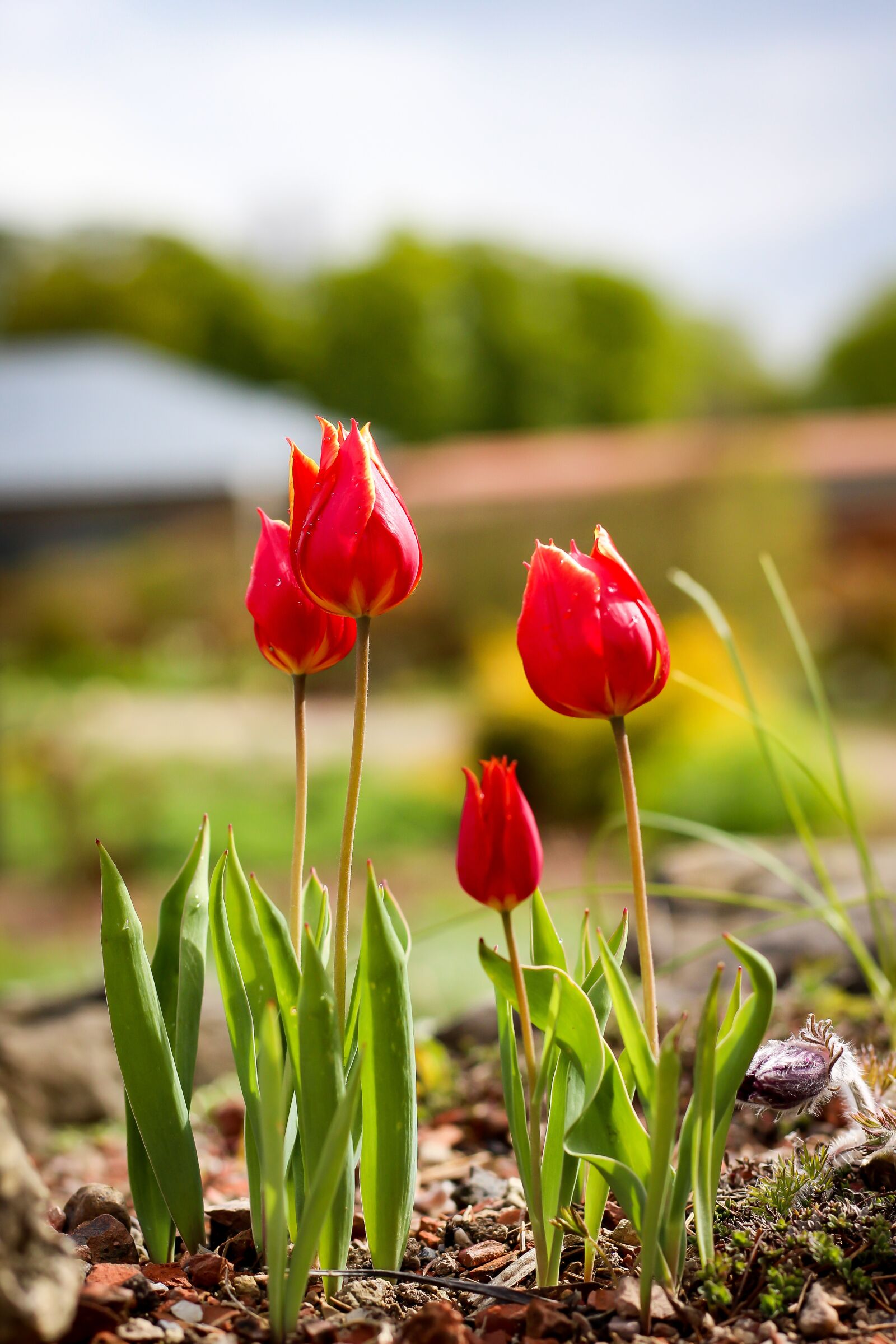 Canon EOS 700D (EOS Rebel T5i / EOS Kiss X7i) + Canon EF 50mm F1.8 STM sample photo. Tulips, flowers, spring photography