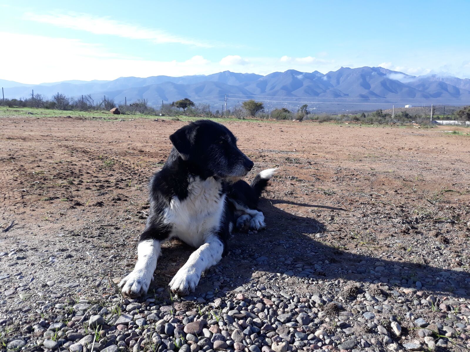 Samsung Galaxy J7 Pro sample photo. Cachorro, mascota, animal photography