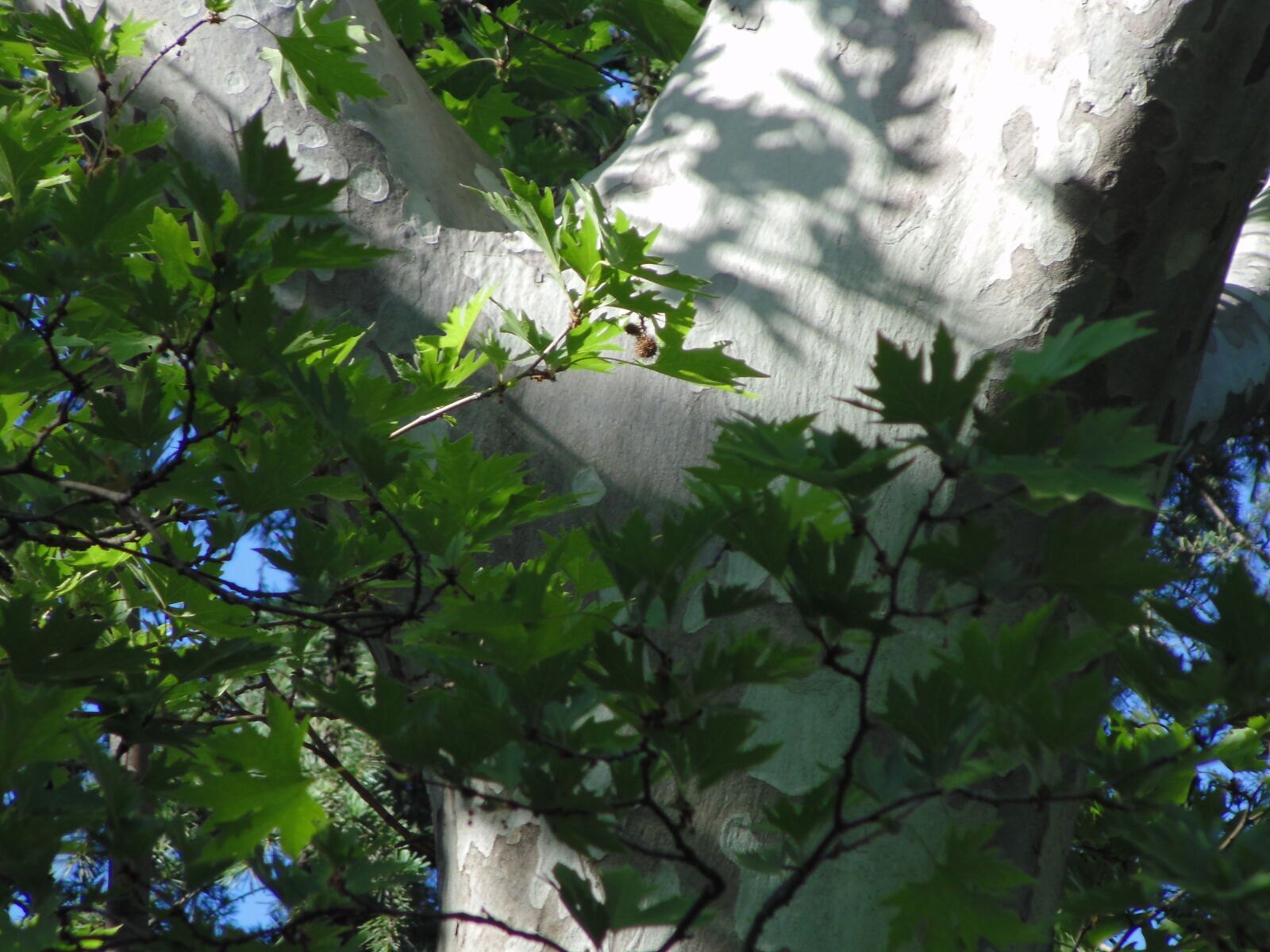 Sony DSC-H100 sample photo