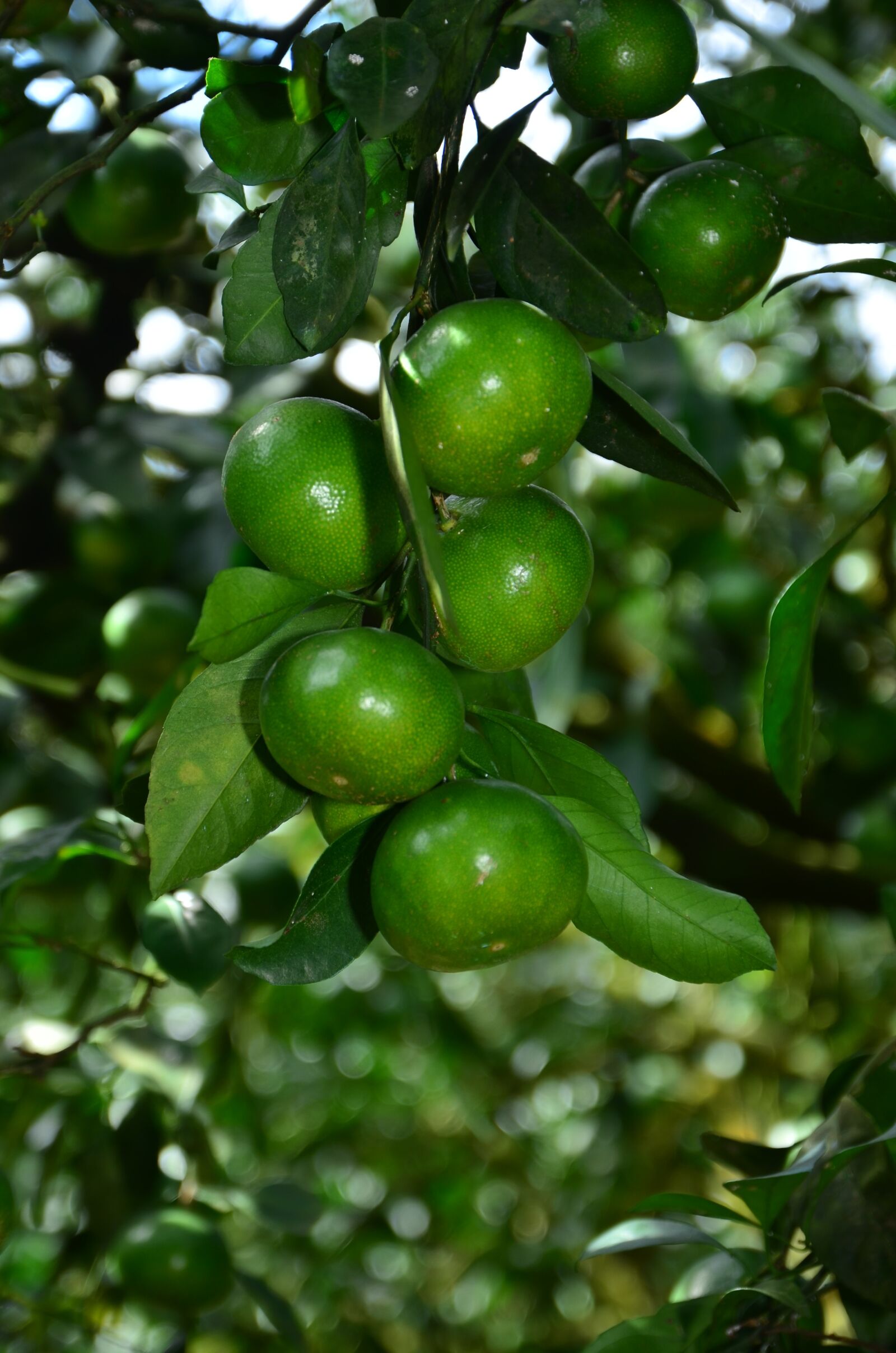 Nikon D7000 sample photo. Citrus, oranges, fruits photography