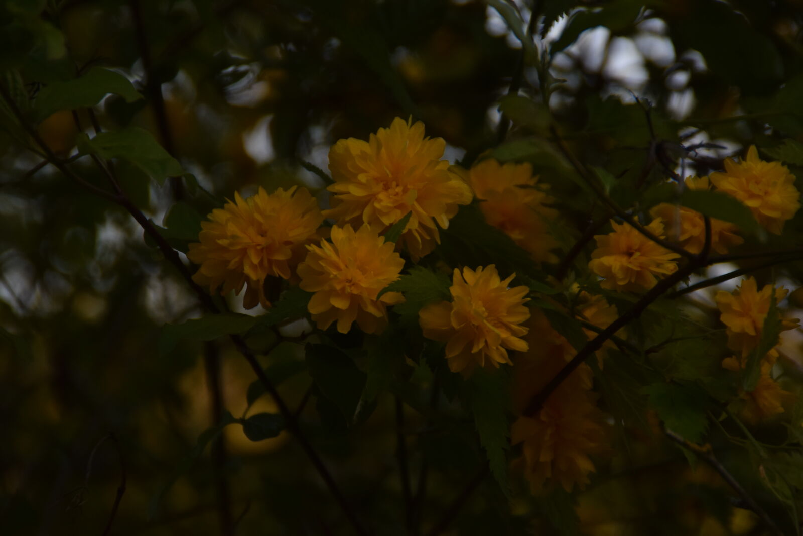 Nikon D3300 + Tamron AF 18-200mm F3.5-6.3 XR Di II LD Aspherical (IF) Macro sample photo. Beautiful, flowers, flowers, nature photography