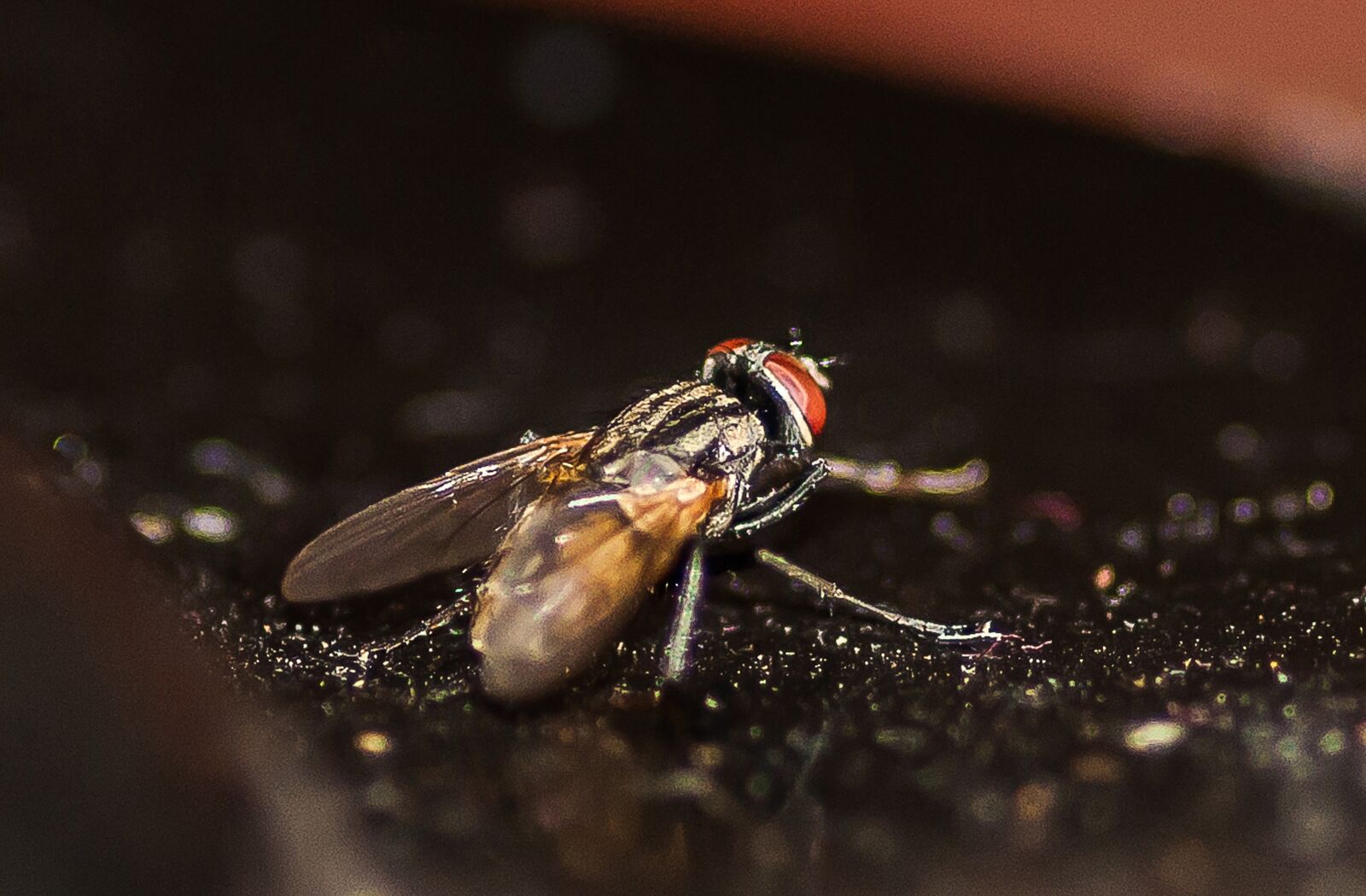 Nikon D5000 sample photo. Insect, fly, macro photography