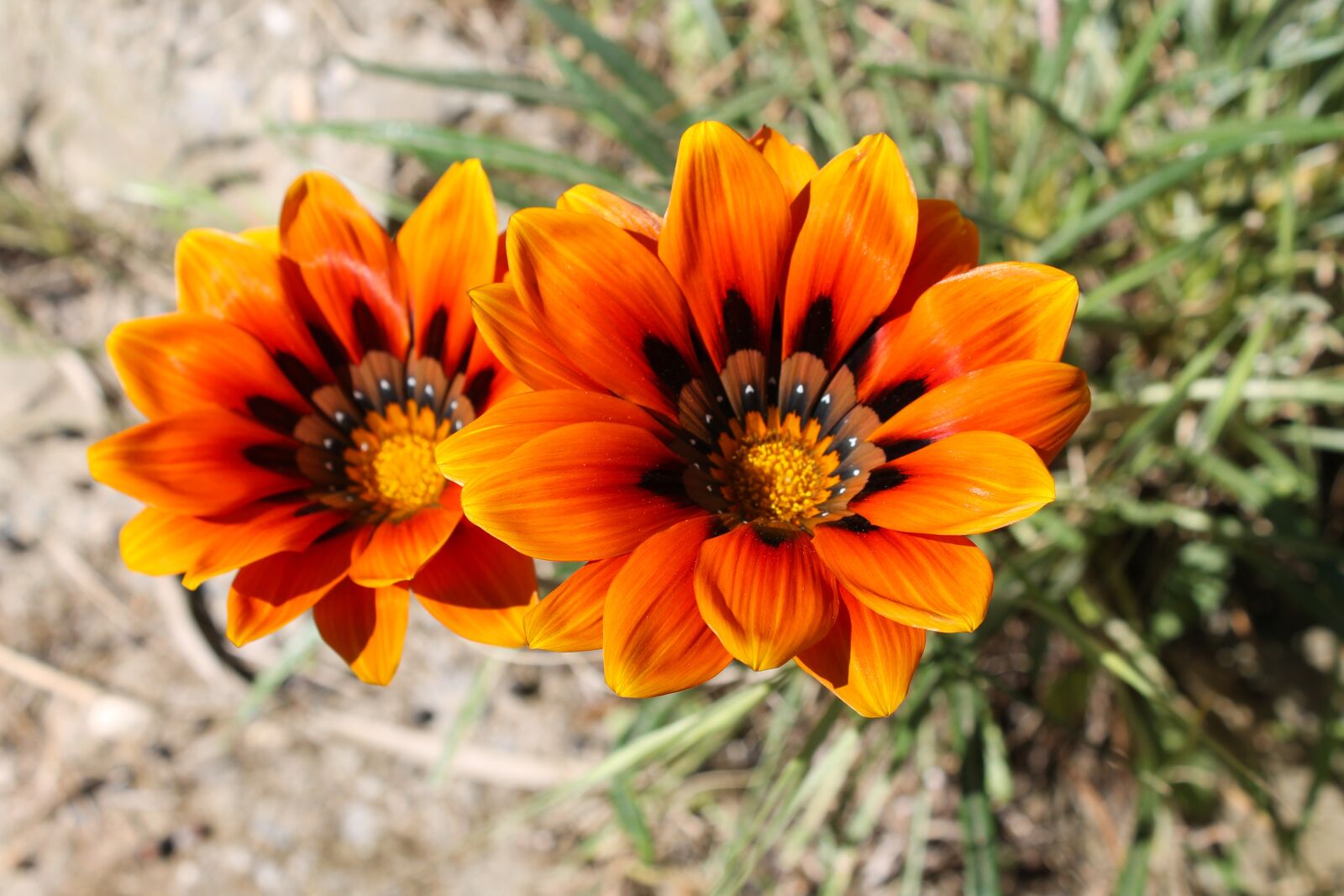 Canon EOS 1100D (EOS Rebel T3 / EOS Kiss X50) sample photo. Gazanie, flower, blossom photography
