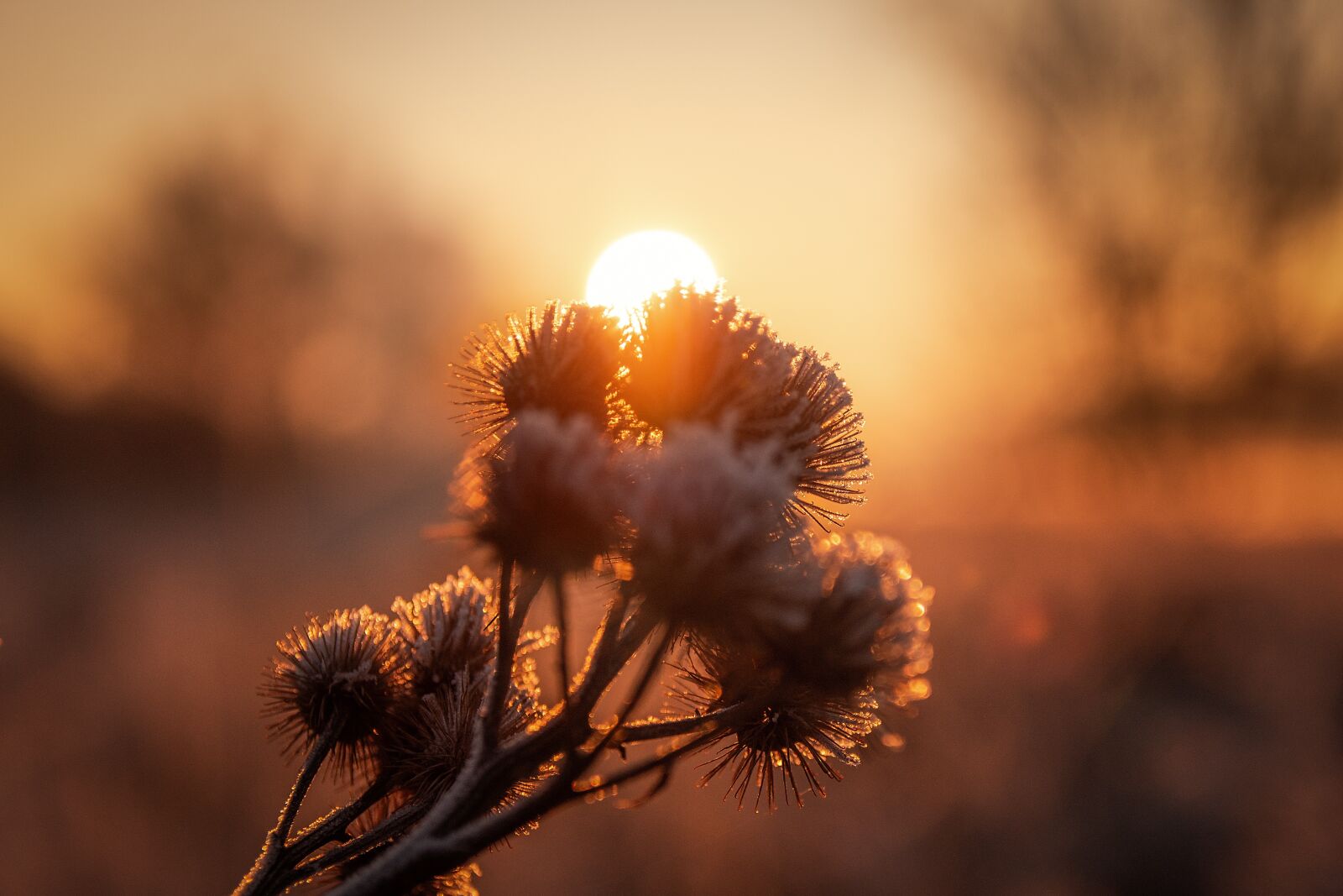 Nikon D7200 sample photo. Sun, sunrise, diestel photography