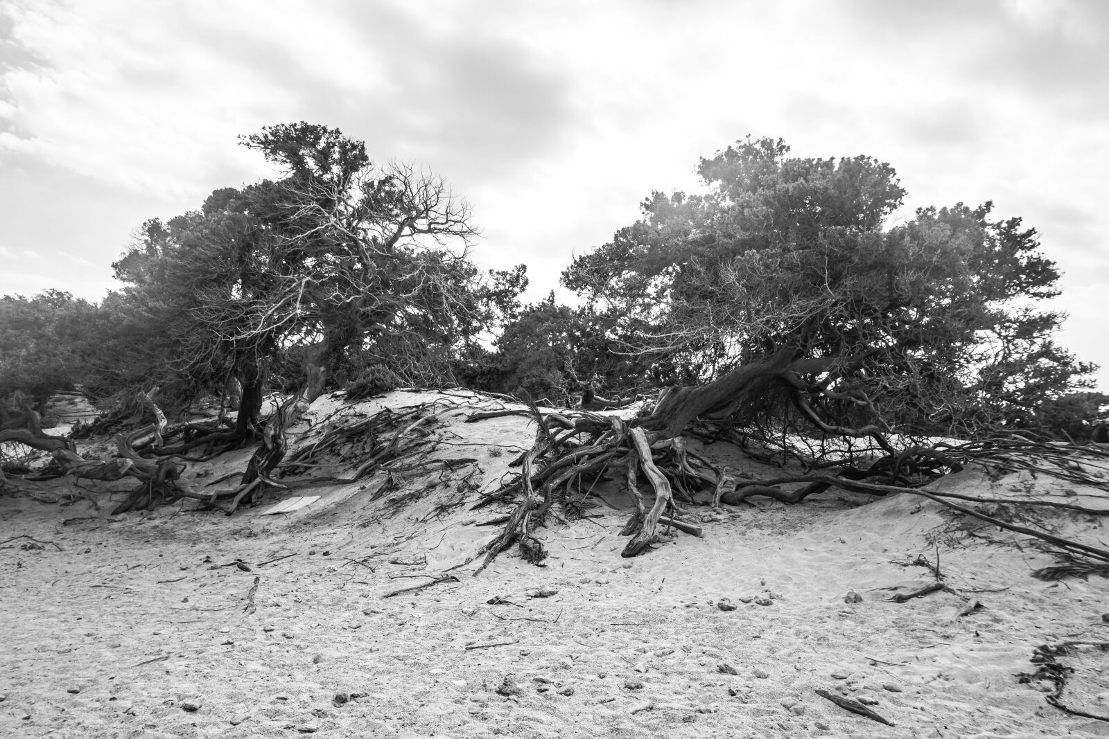 Sony a6000 sample photo. Trees, dunes, beach photography