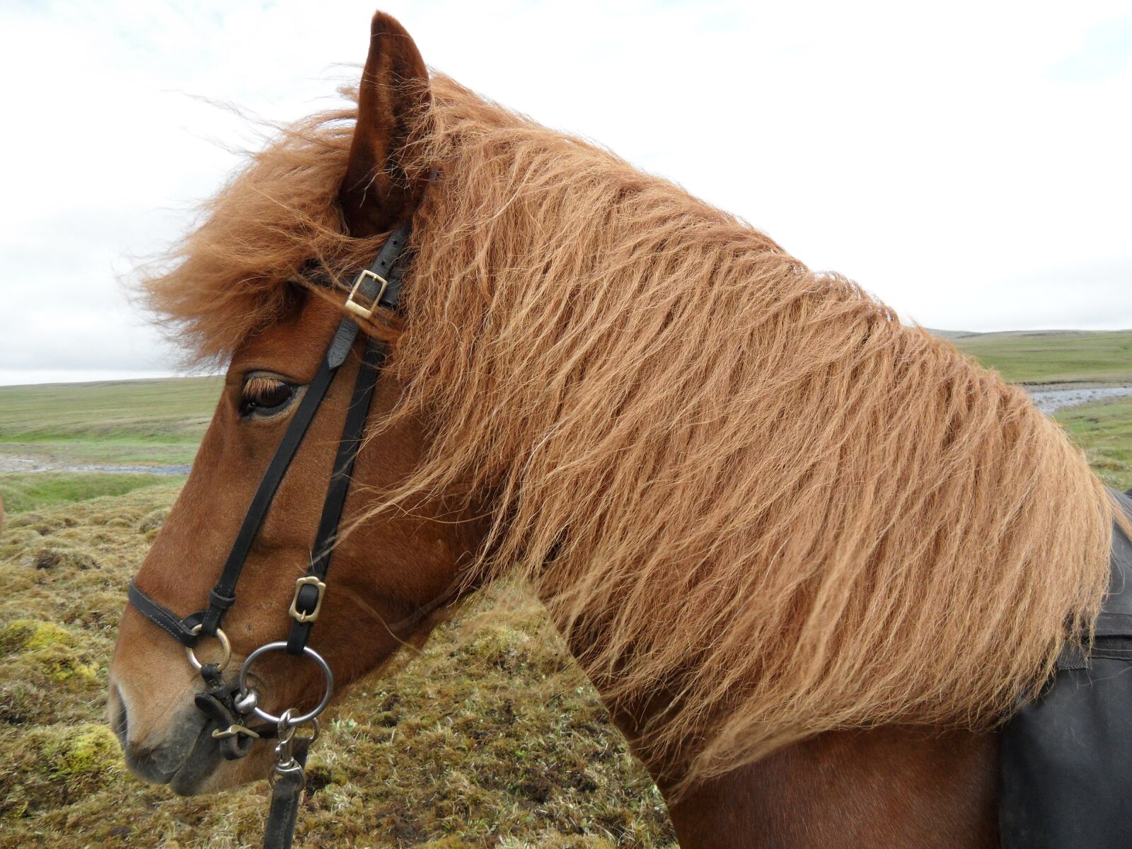 Samsung WB1000 / VLUU WB1000 /  TL320 sample photo. Iceland, iceland horse, wind photography
