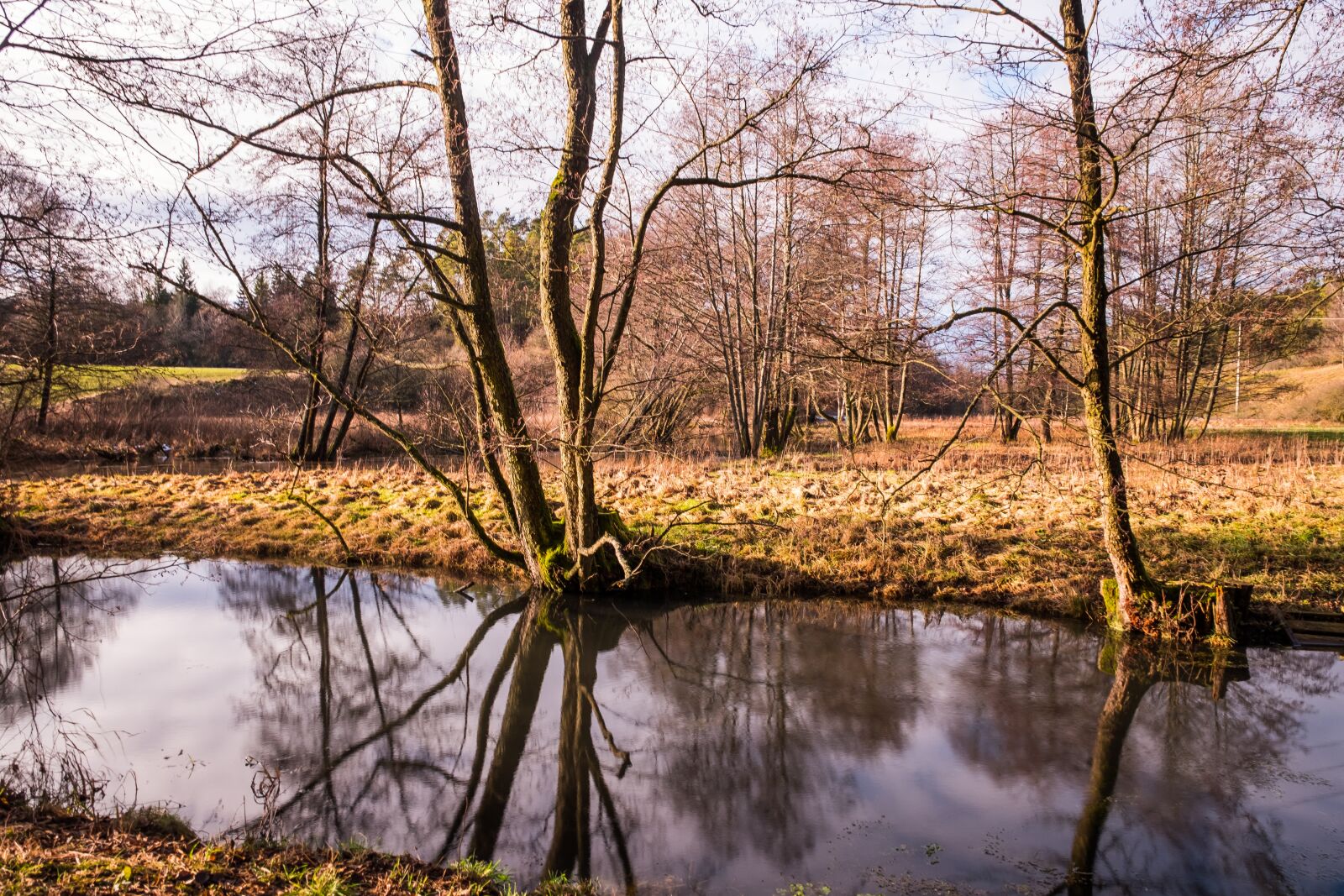Fujifilm X-T2 + Fujifilm XF 16-55mm F2.8 R LM WR sample photo. Nature, waters, tree photography