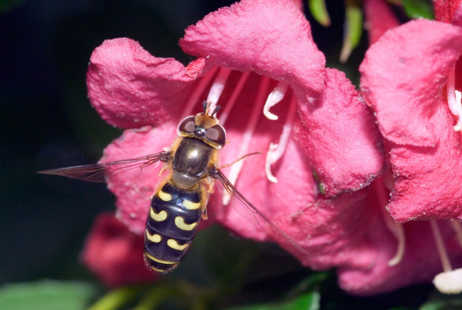 Canon EOS 350D (EOS Digital Rebel XT / EOS Kiss Digital N) sample photo. Episyrphus balteatus, approach, nature photography