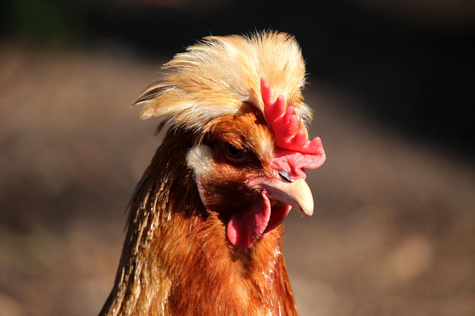 Canon EF-S 55-250mm F4-5.6 IS STM sample photo. Hen, hood, sulmtaler photography