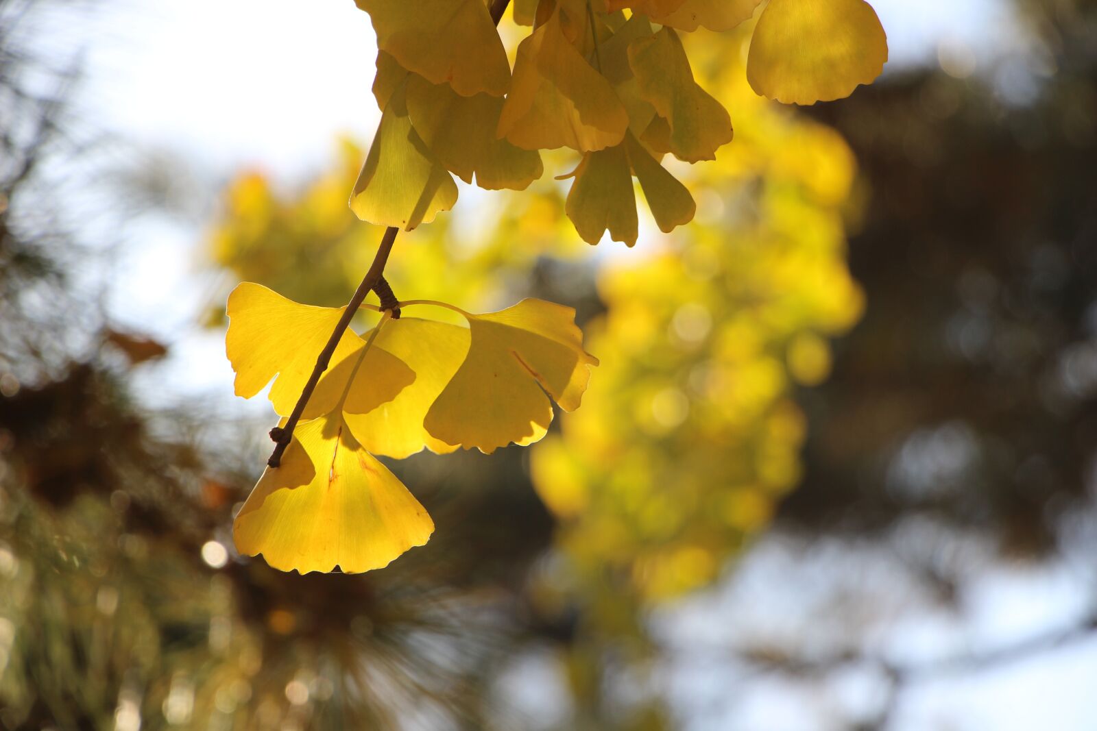 Canon EOS 600D (Rebel EOS T3i / EOS Kiss X5) sample photo. Leaf, leaves, autumn photography
