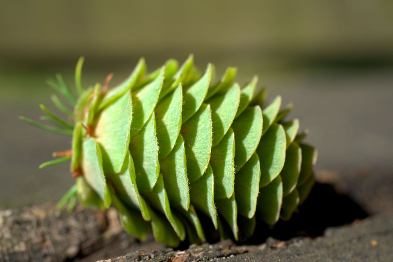 Sony FE 50mm F2.8 Macro sample photo. Pine cones, green, fir photography