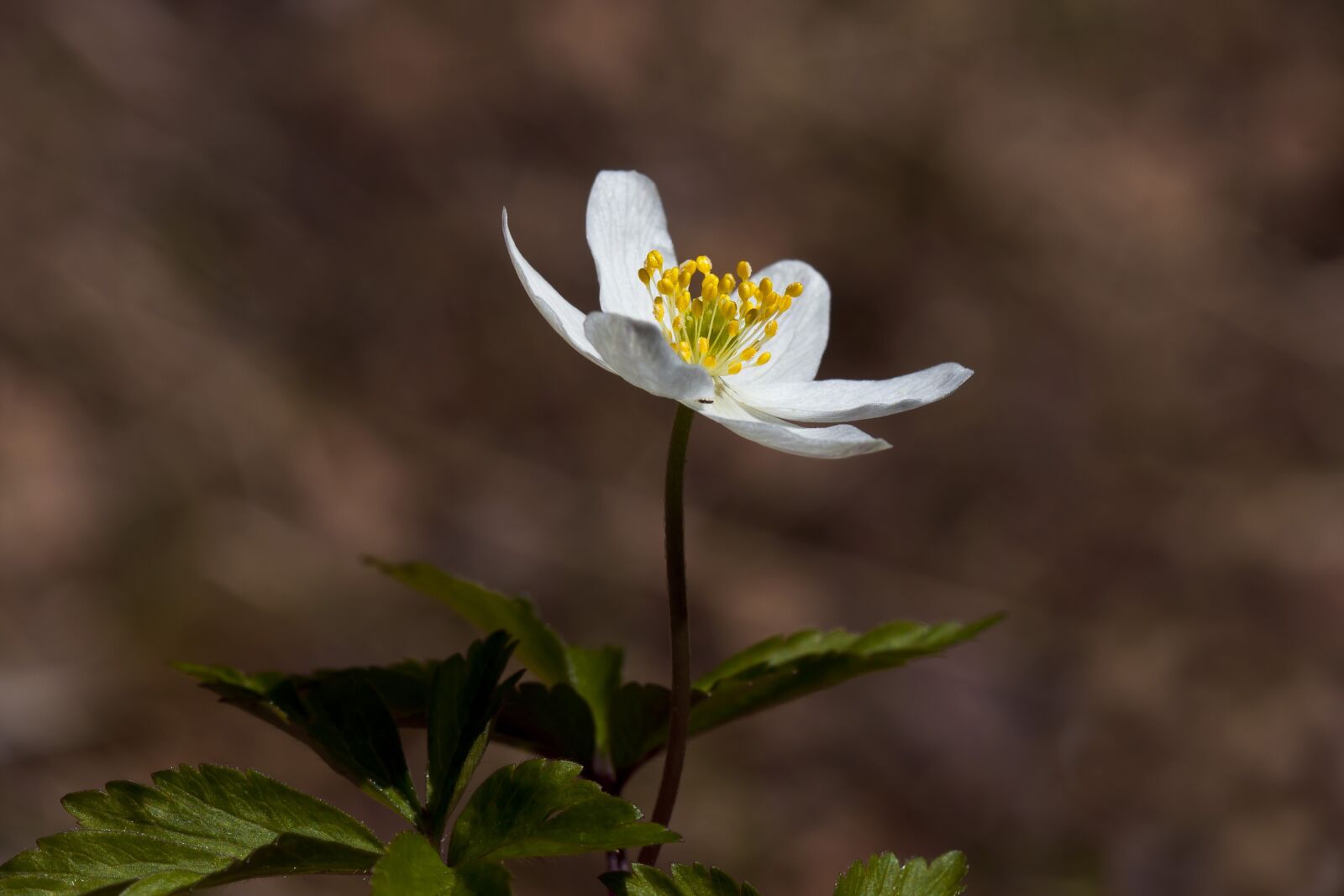 Canon EOS 40D sample photo. The nature of the photography