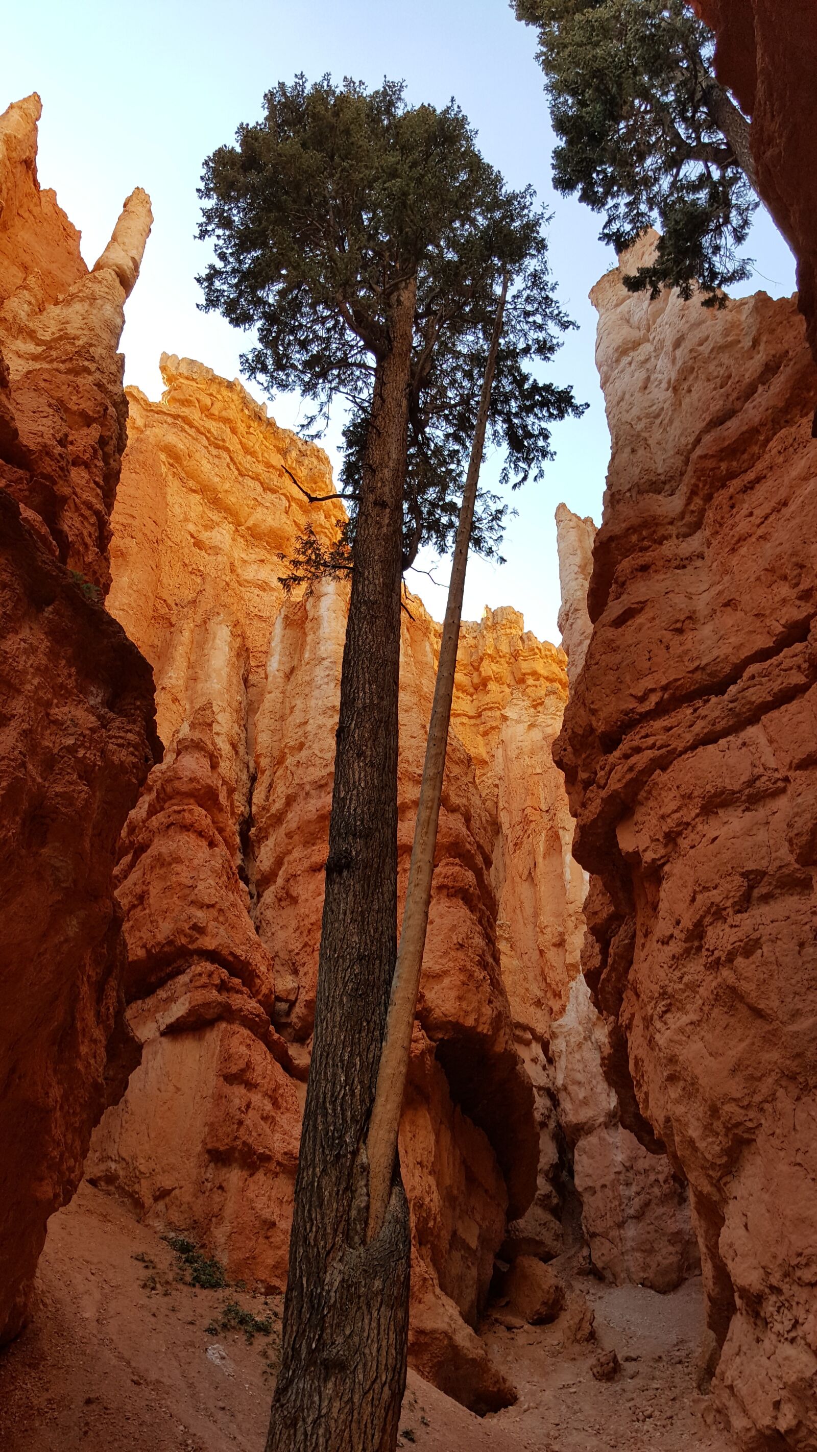 Samsung Galaxy Note5 sample photo. Tree, bryce canyon national photography