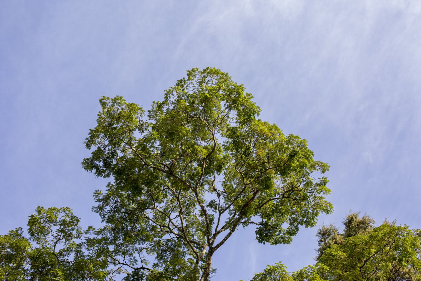 Canon EF 50mm F1.4 USM sample photo. Flying, ceu, sky photography