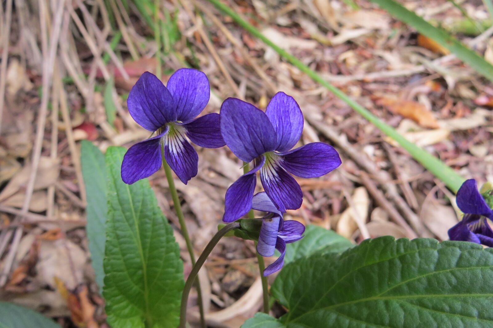 Canon PowerShot SX50 HS sample photo. Australia, native, violet photography