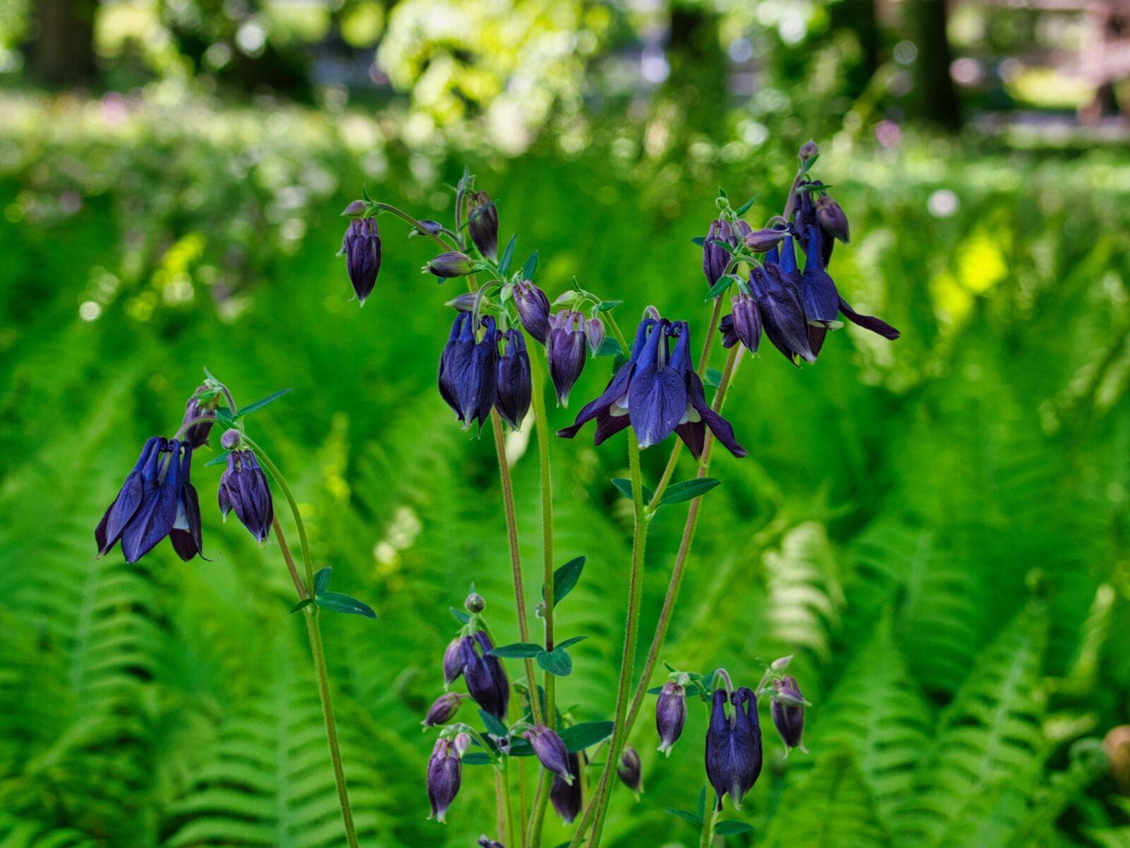 Nikon D7500 sample photo. Columbine, aquilegia, flowering plant photography