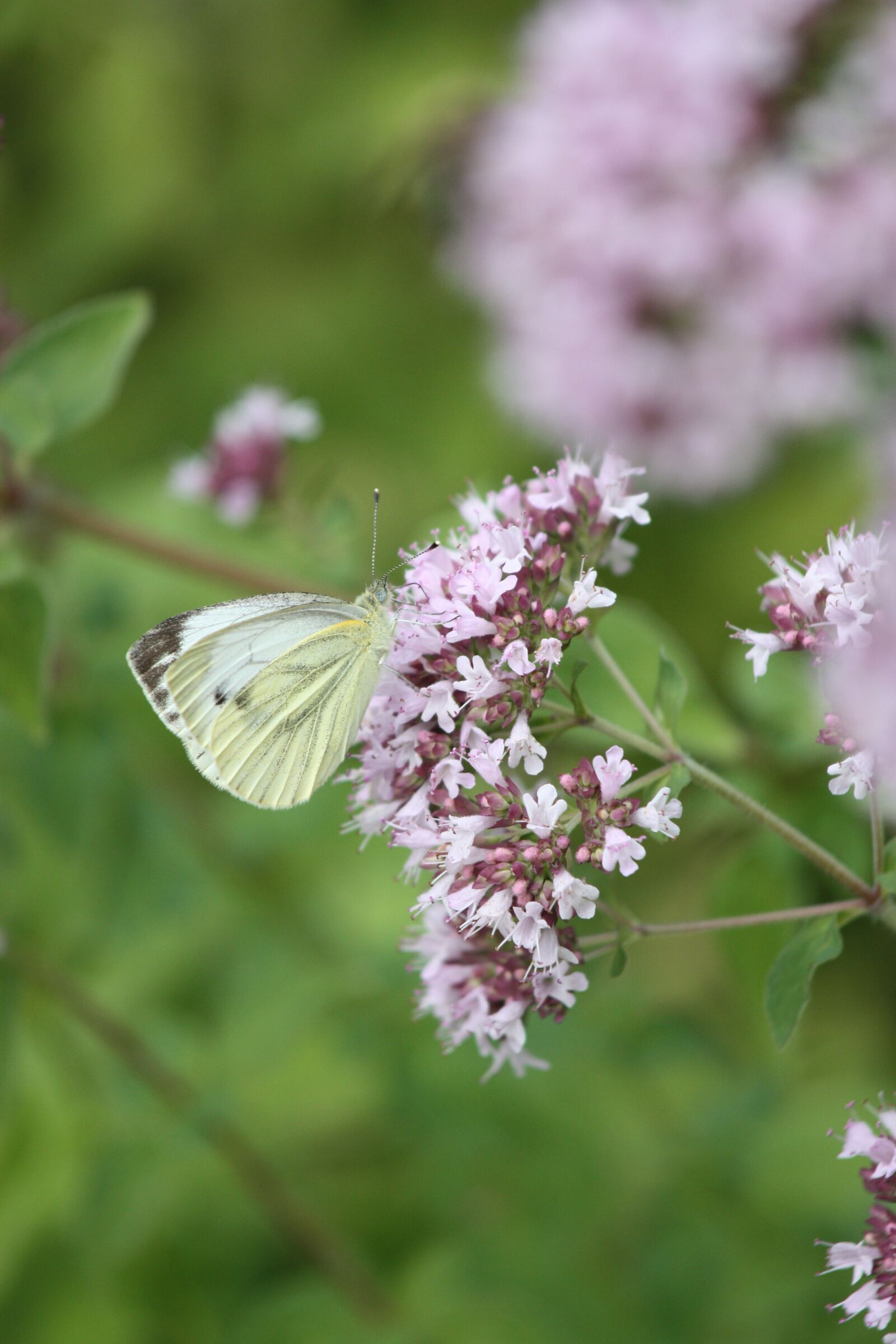 Canon EOS 450D (EOS Rebel XSi / EOS Kiss X2) sample photo. White, oregano, blossom photography