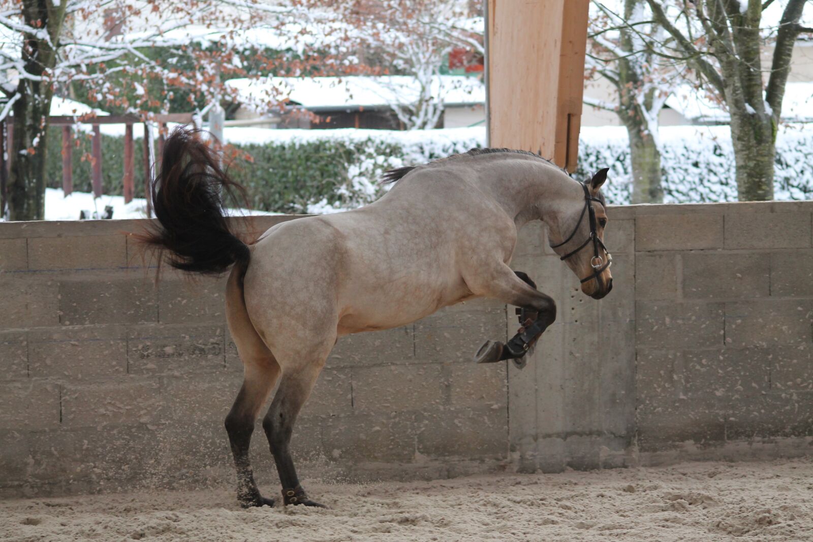 Canon EOS 1100D (EOS Rebel T3 / EOS Kiss X50) sample photo. Pony, horse, standard photography