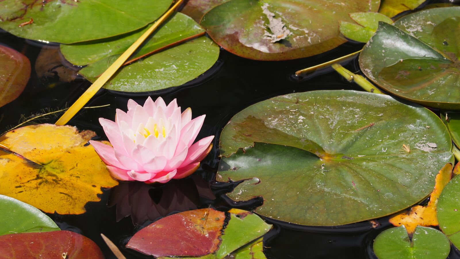 Olympus OM-D E-M10 II sample photo. Lotus flower, lily pad photography
