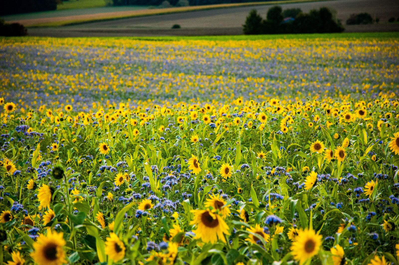 Nikon D90 sample photo. Nature, field, flowers photography