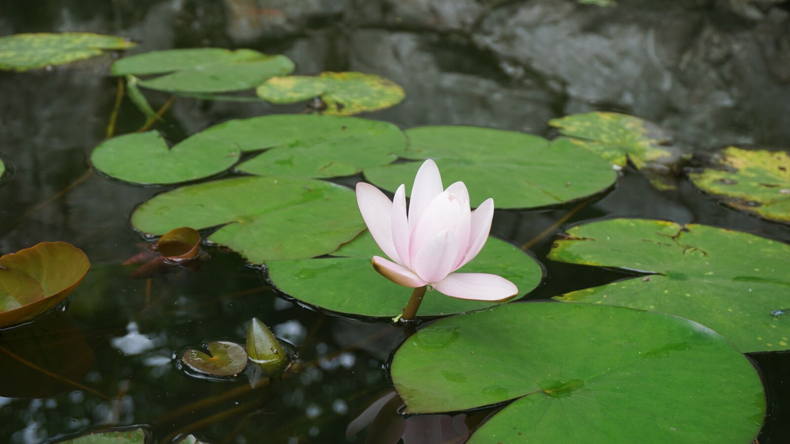 Sony a6000 sample photo. Flower, lotus, pink lotus photography