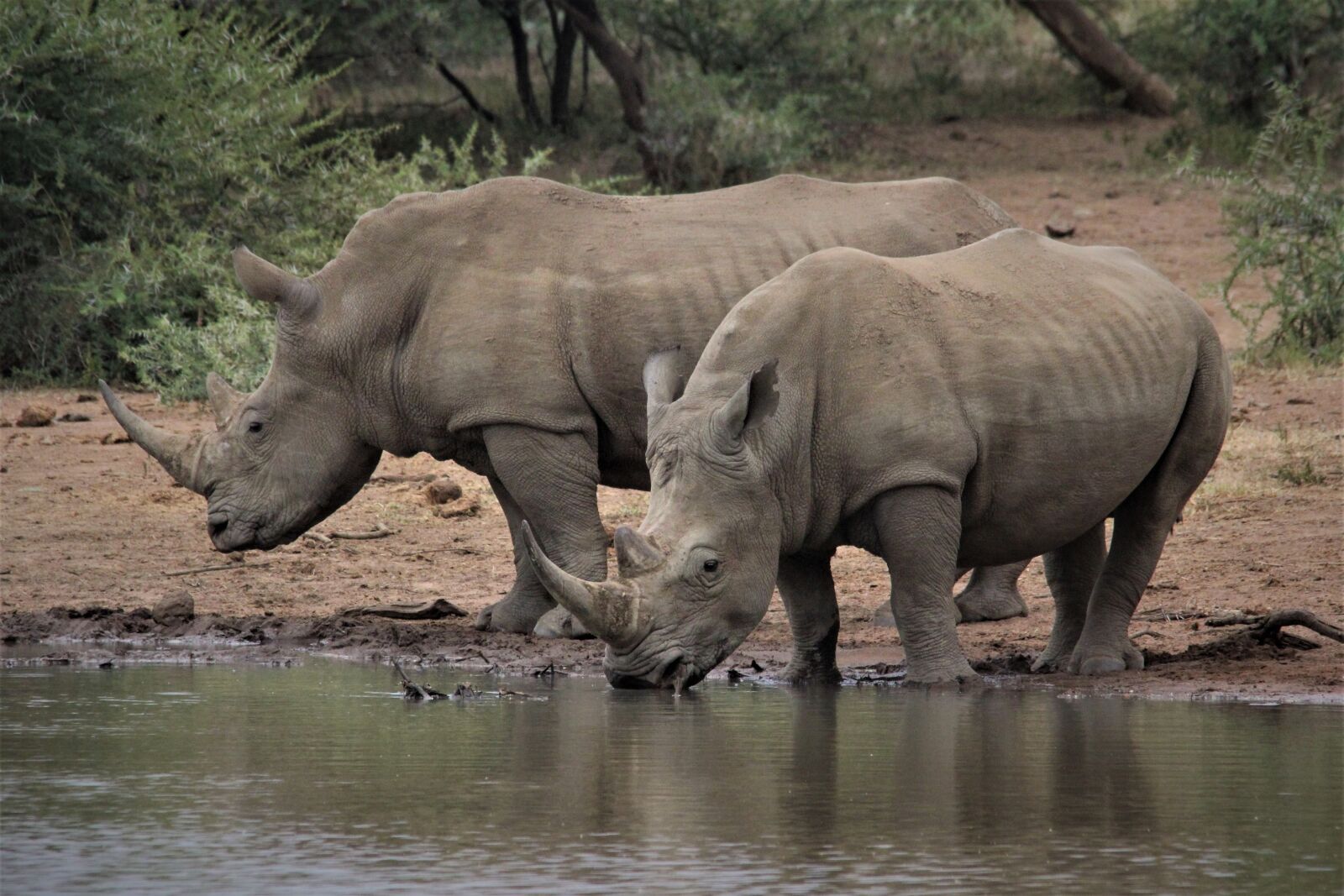 Canon EOS 60D sample photo. White rhino, giants, couple photography