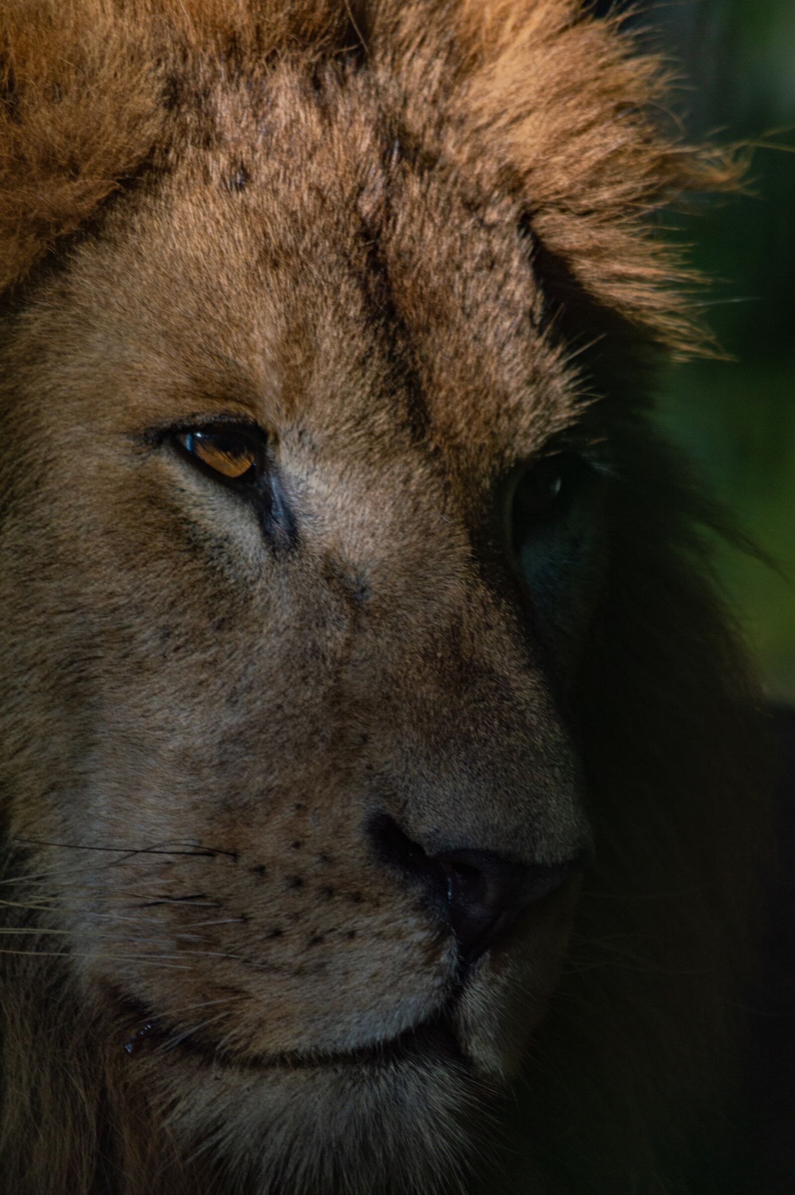 Nikon D3200 sample photo. Lion, mammal, animal photography