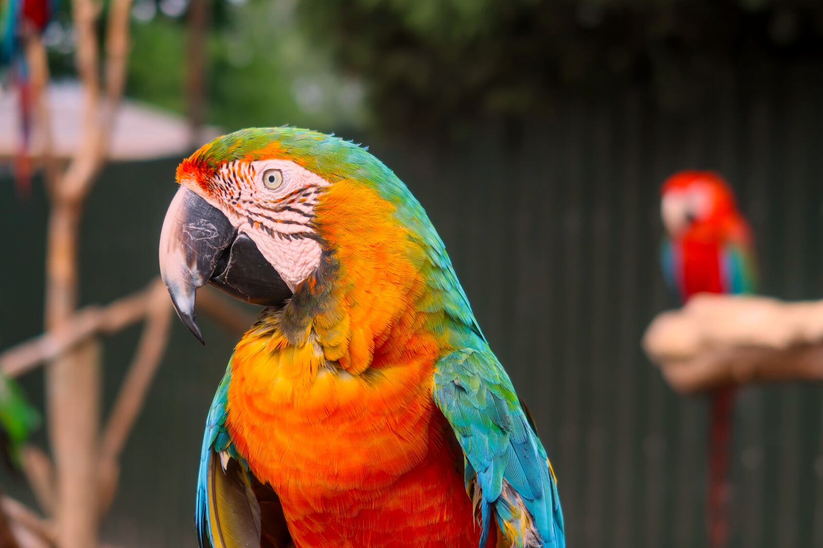Canon PowerShot G7 X Mark II sample photo. Parrot, bird, feather photography