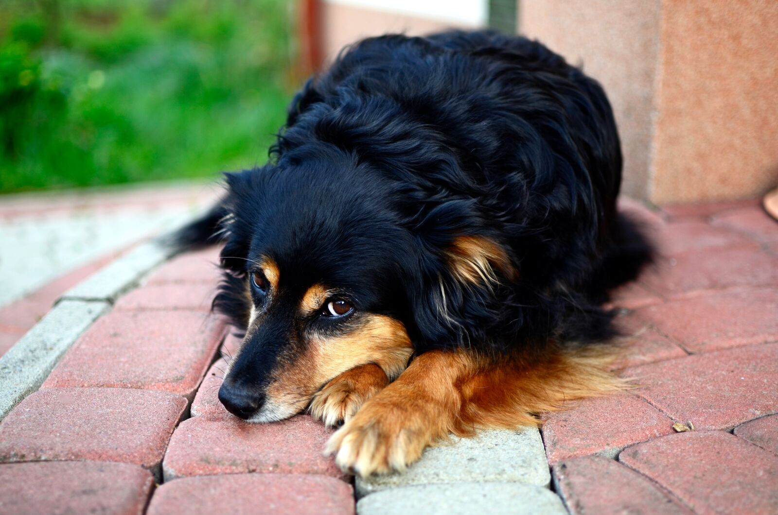 Nikon D7000 sample photo. Dog, animal, it lies photography