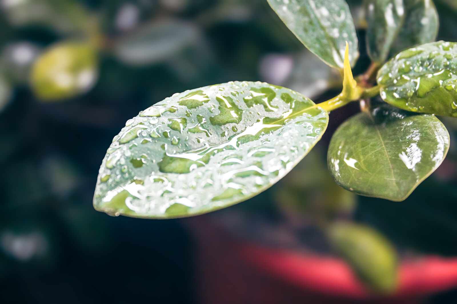 Canon EF-S 18-55mm F3.5-5.6 IS sample photo. Leaf droplets photography