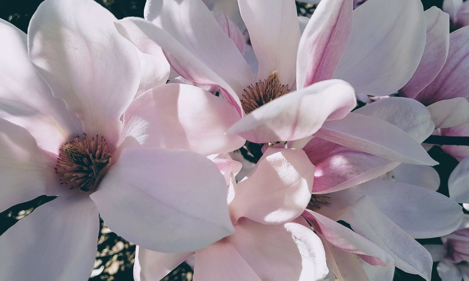 Samsung Galaxy S8 sample photo. Magnolia, flower, flowering photography