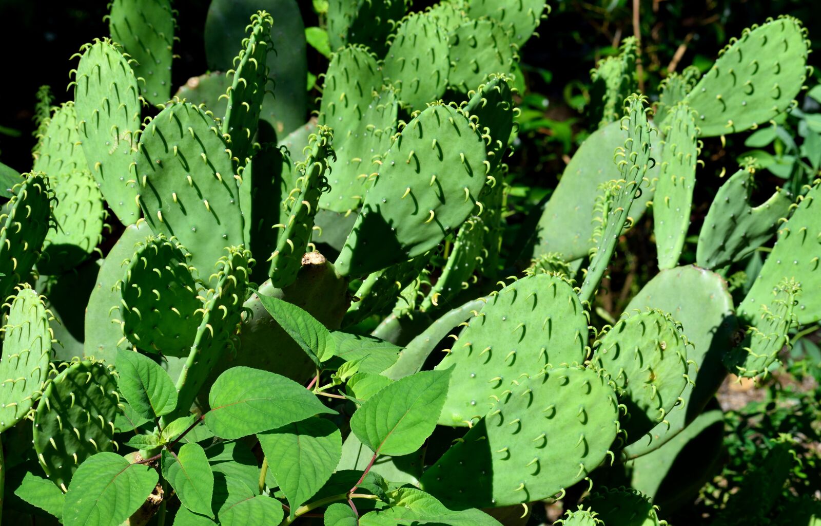 Nikon D3300 sample photo. Cactus plant, cactus, plant photography