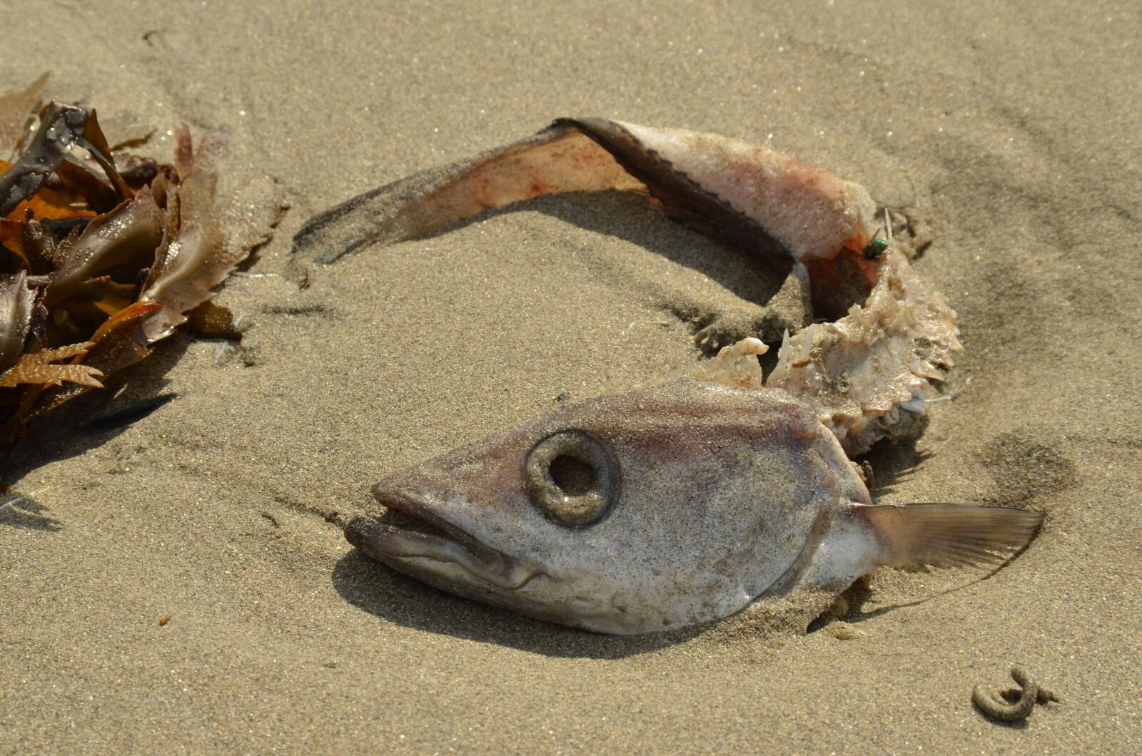 Nikon D7000 sample photo. Fish, death, perish photography