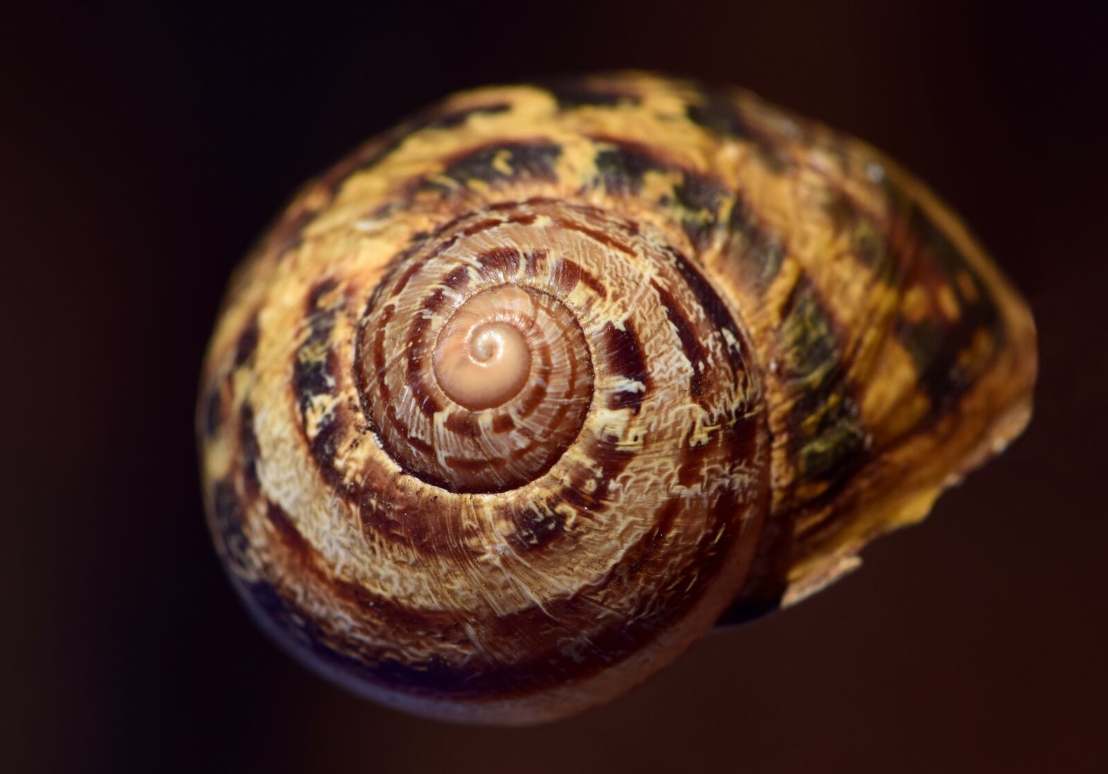 Nikon D3300 sample photo. Shell, spiral, nature photography