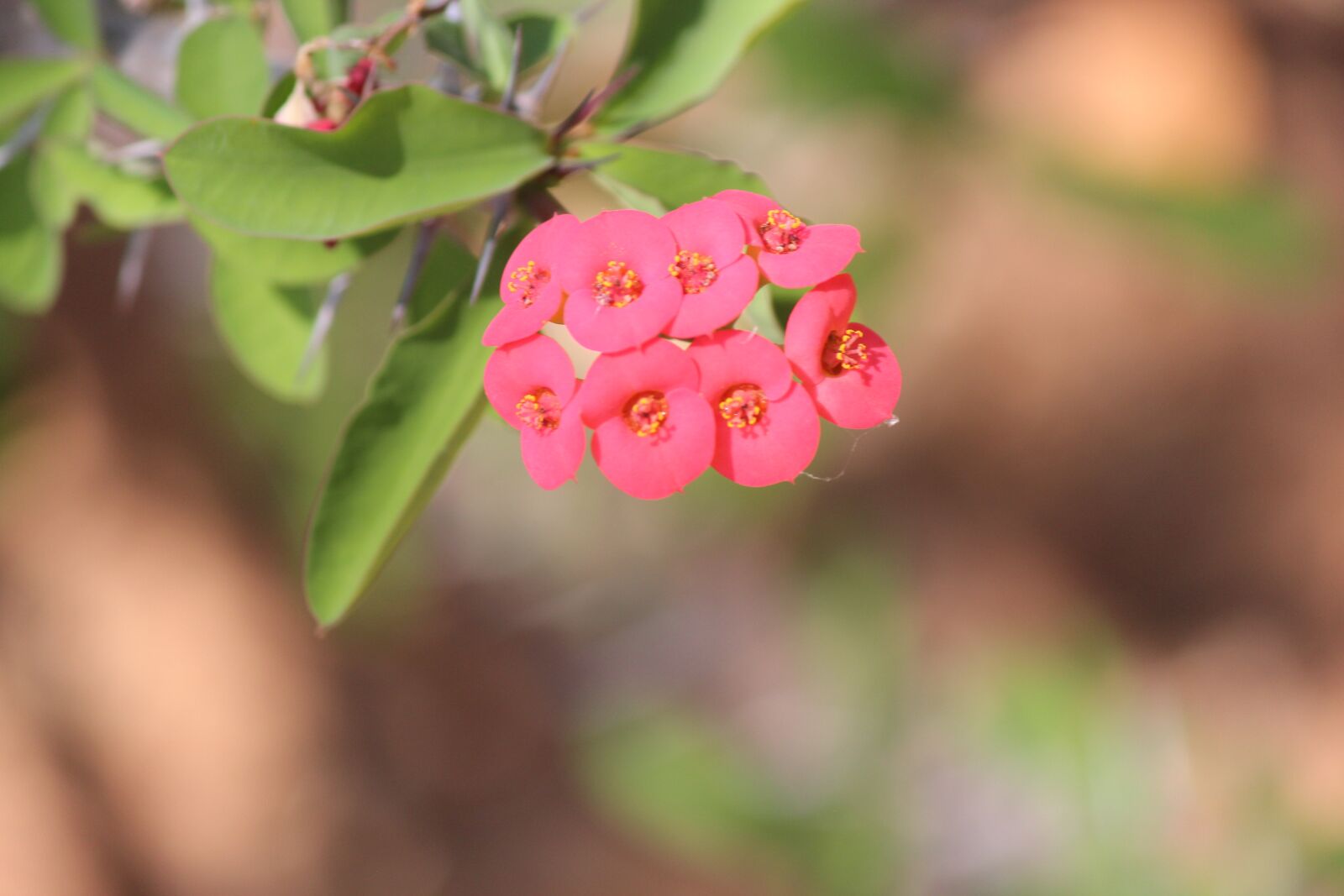 Canon EOS 600D (Rebel EOS T3i / EOS Kiss X5) sample photo. Flower, nature, bloom photography