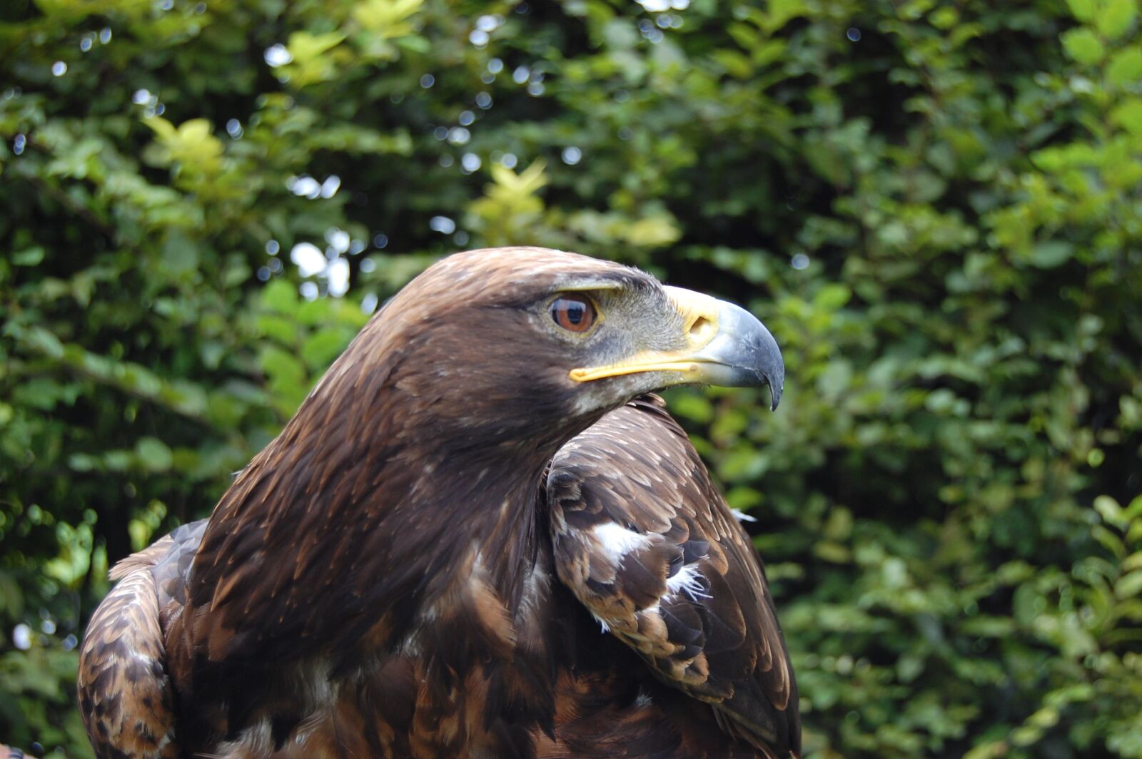 Nikon D40 sample photo. Predator, animal, bird photography