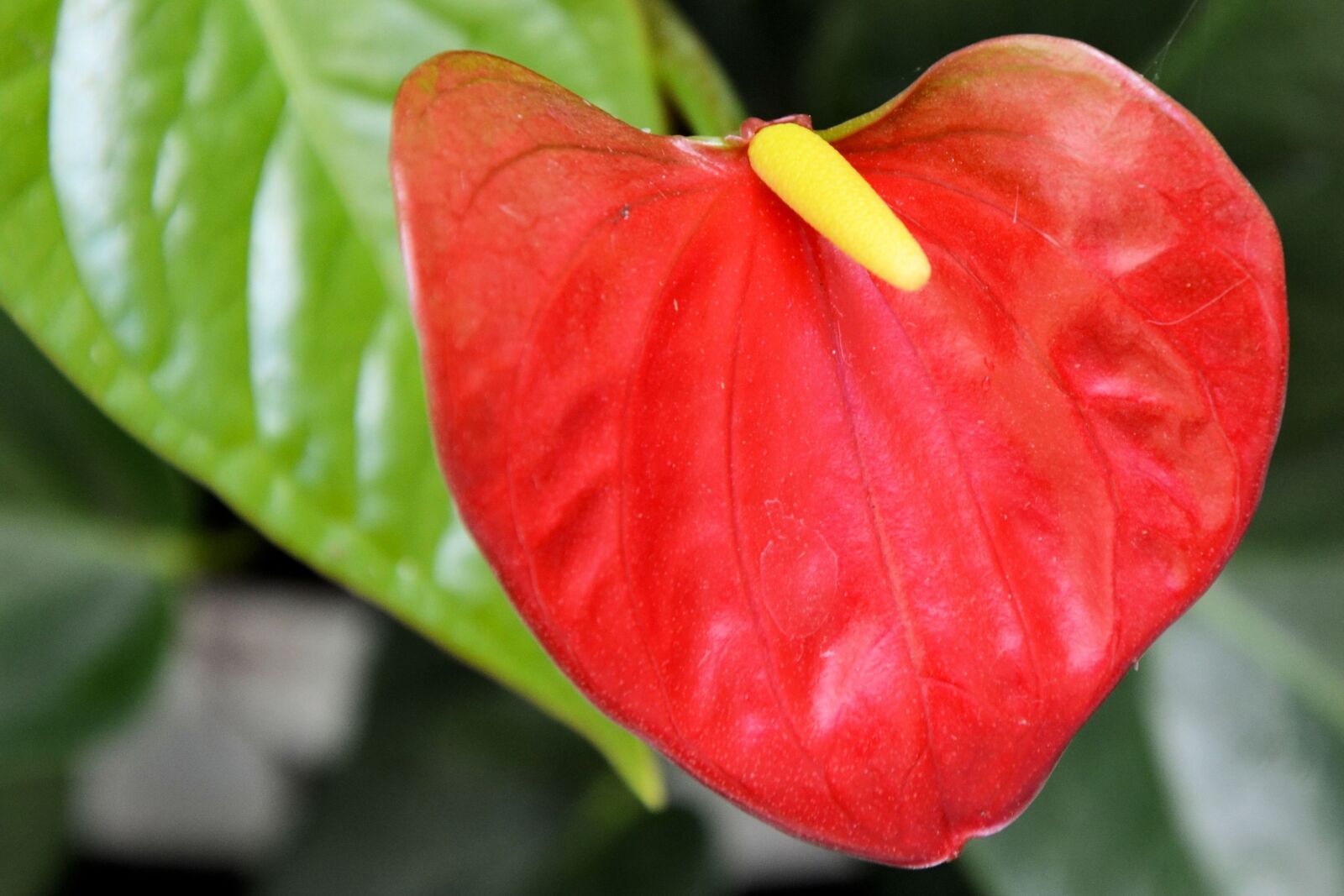 Nikon D5100 sample photo. Anthurium, flamingo flower, red photography