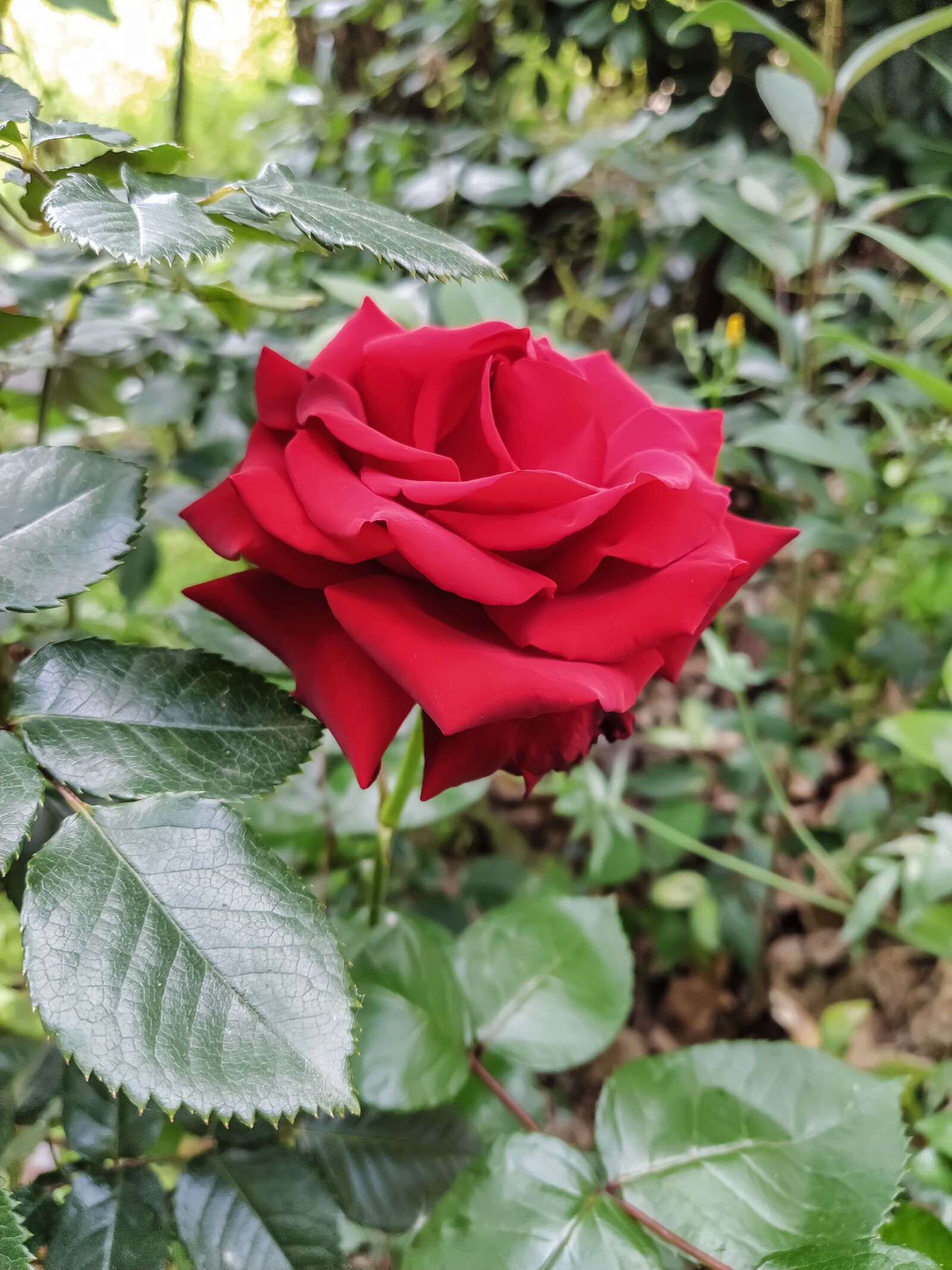 Xiaomi Mi A3 sample photo. Rosa, thorns, leaves photography