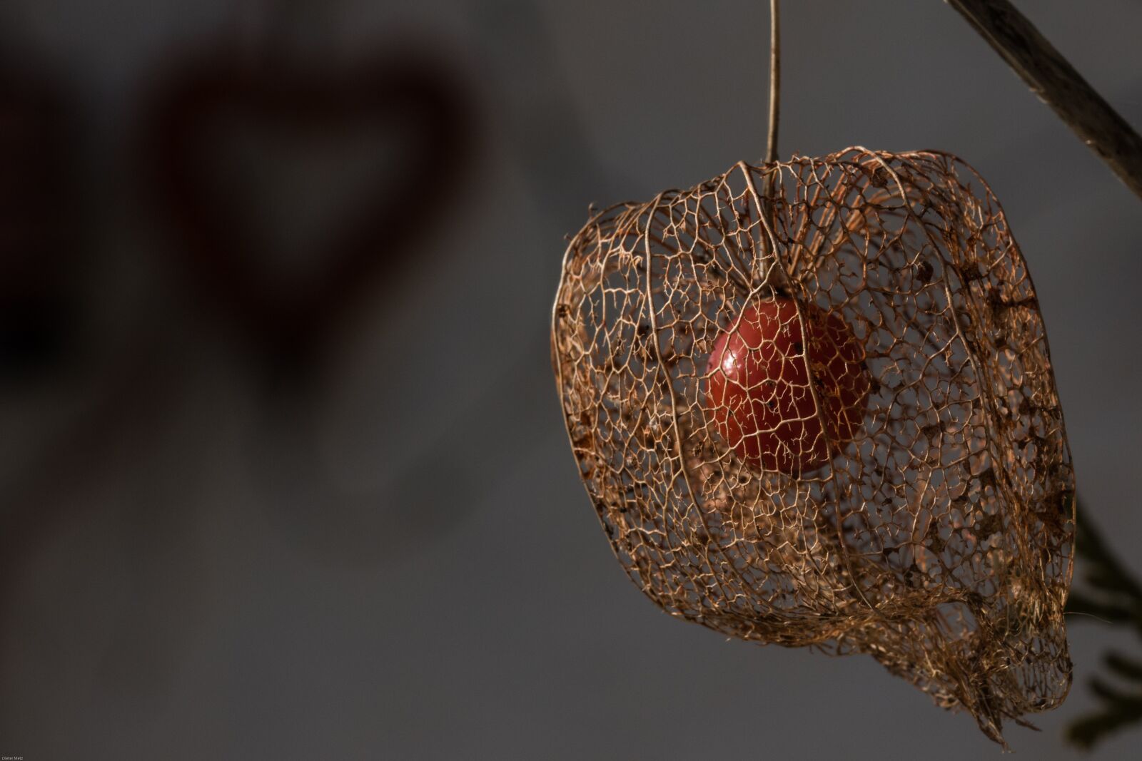 Canon EOS 7D Mark II sample photo. Physalis, berry fruit, berry photography
