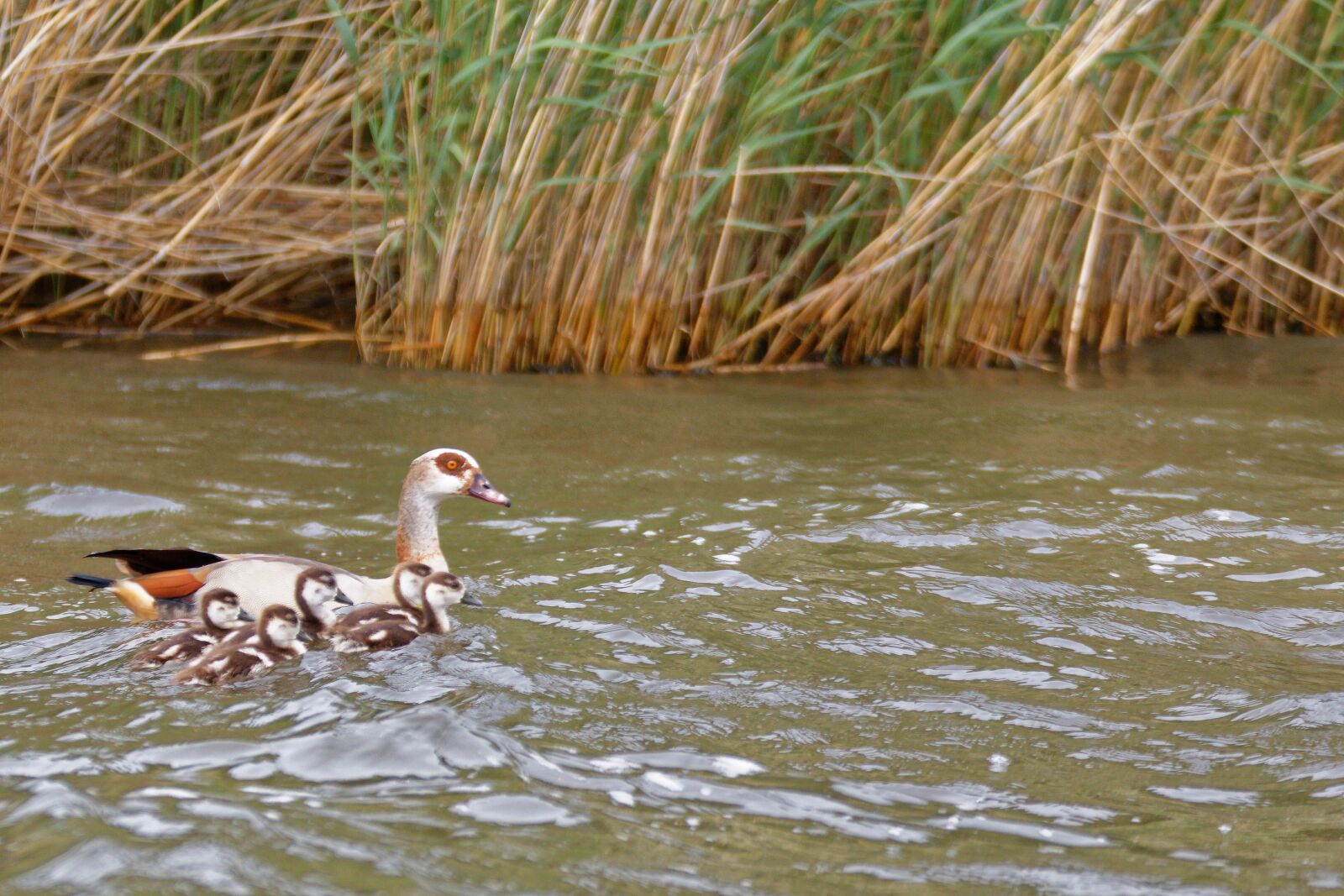 Canon EOS 750D (EOS Rebel T6i / EOS Kiss X8i) sample photo. Goose, family, young born photography