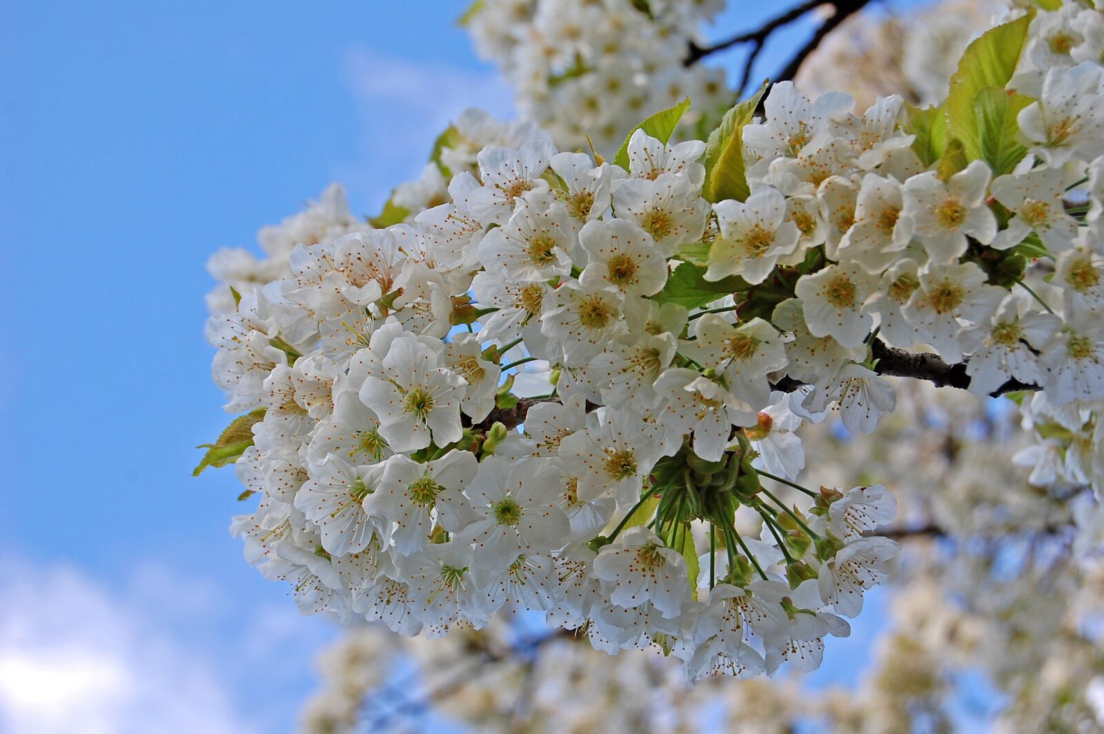 Nikon D40 sample photo. Flower, flora, nature photography