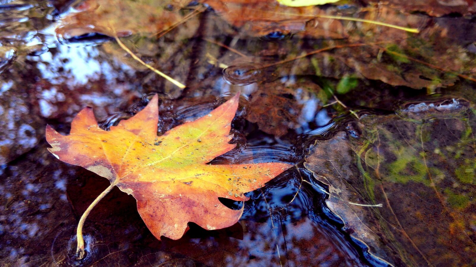 HUAWEI Mate 7 sample photo. Leaves, autumn, water photography