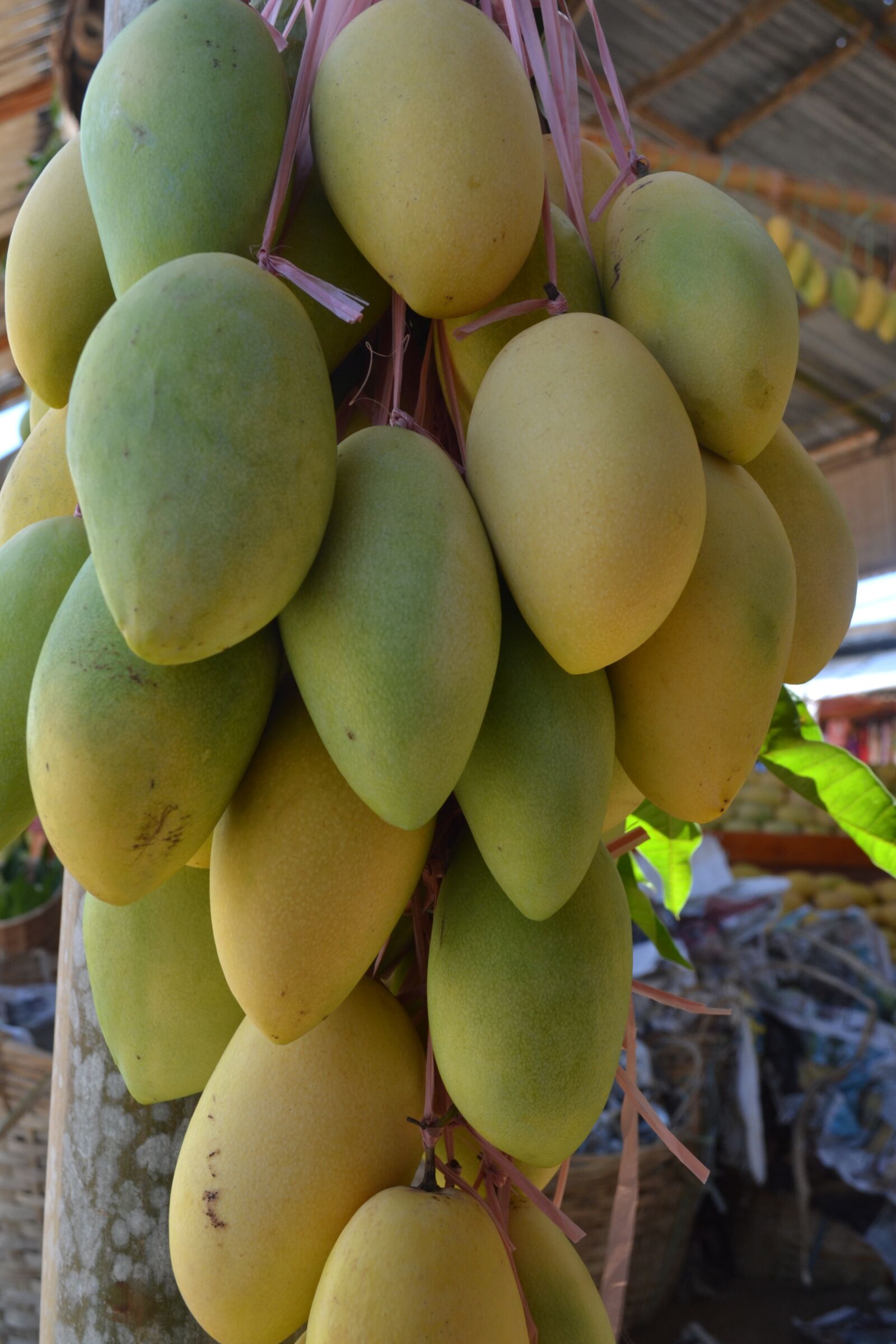 Nikon D3100 sample photo. Mango, fruit, tropical photography