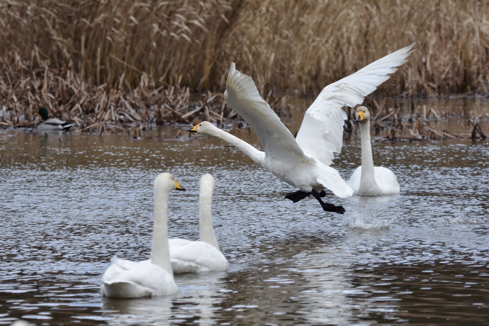Nikon D7200 sample photo. Animal, pond, water photography