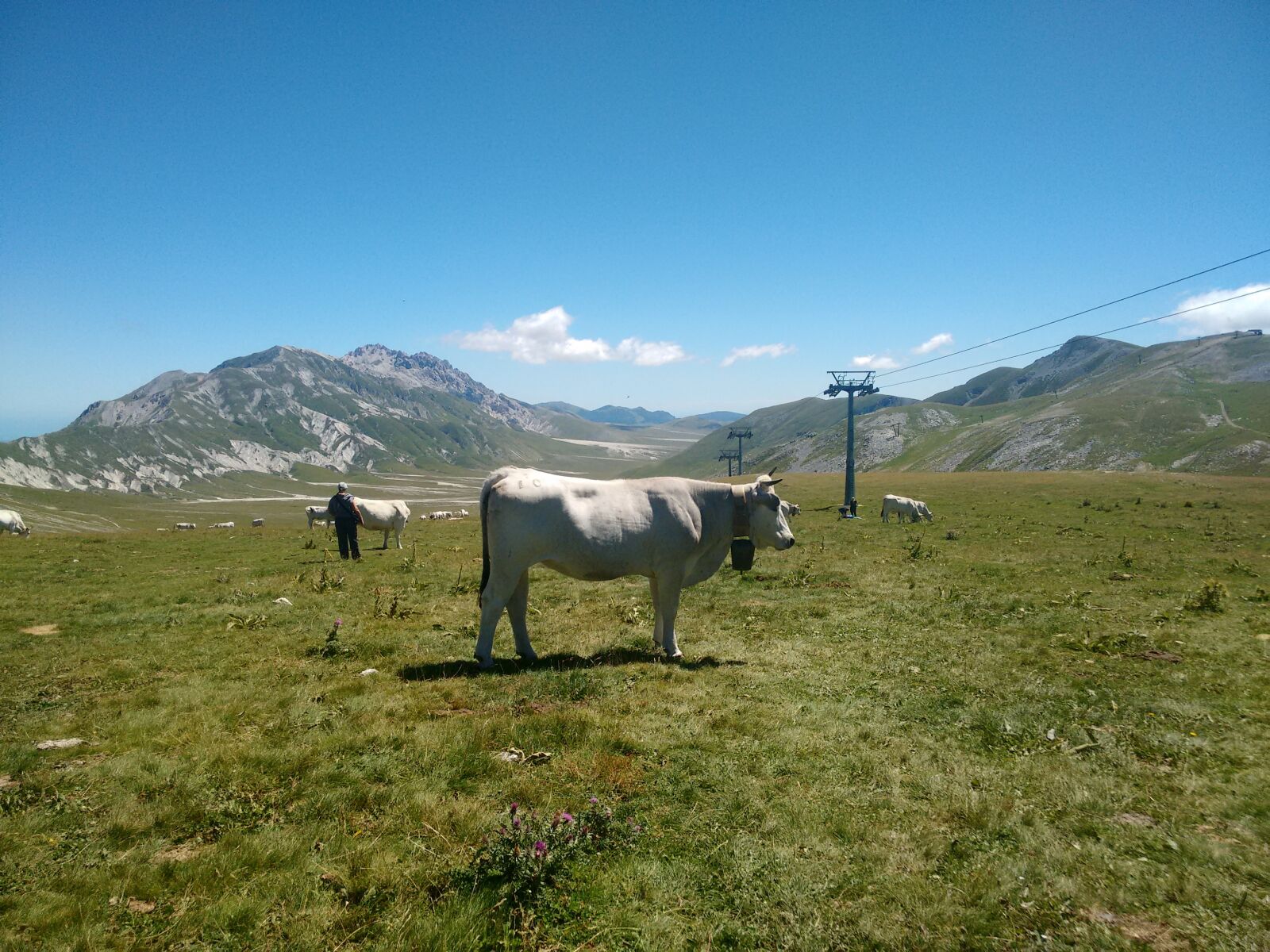 Motorola Moto G (2nd Gen) sample photo. Cow, livestock, landscape photography