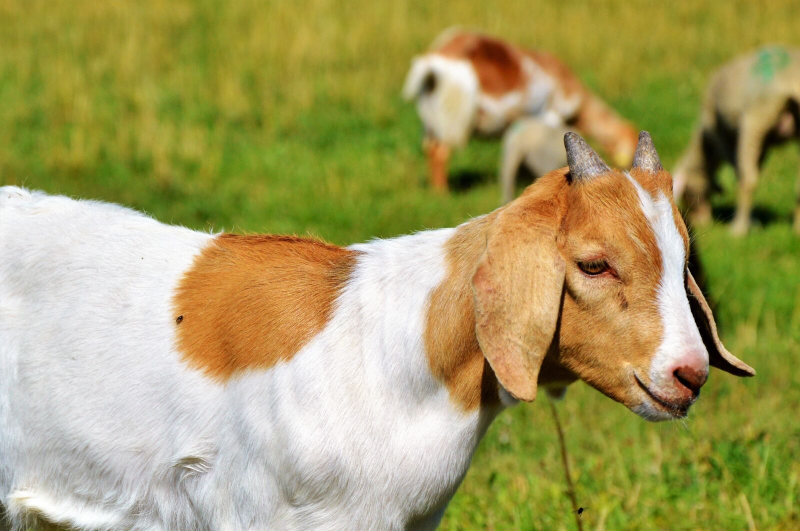 Nikon D3200 sample photo. Goat, prima donna, geiss photography