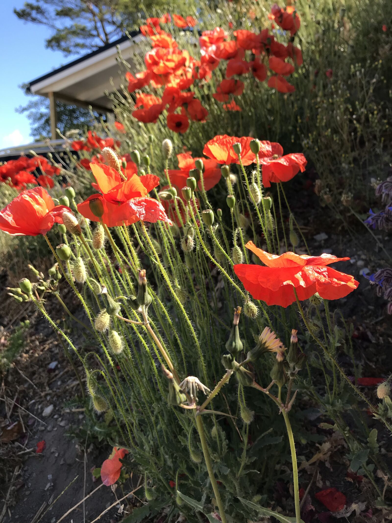 Apple iPhone 7 sample photo. Gotland, poppy, flower photography