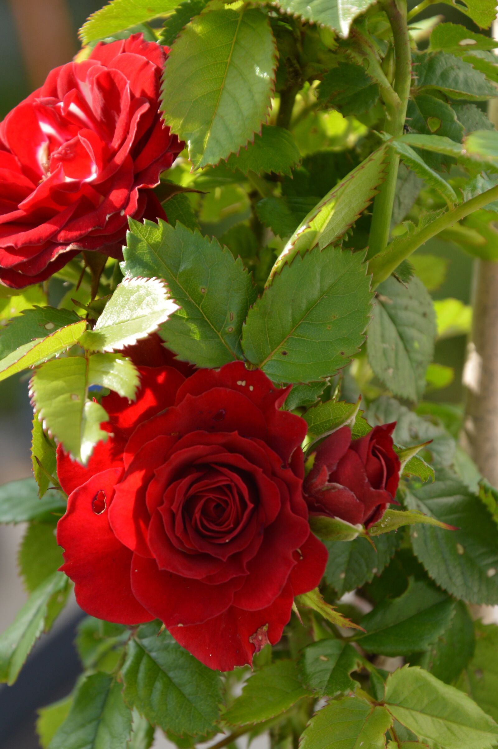 Nikon D3200 sample photo. Rose, red, leaf photography