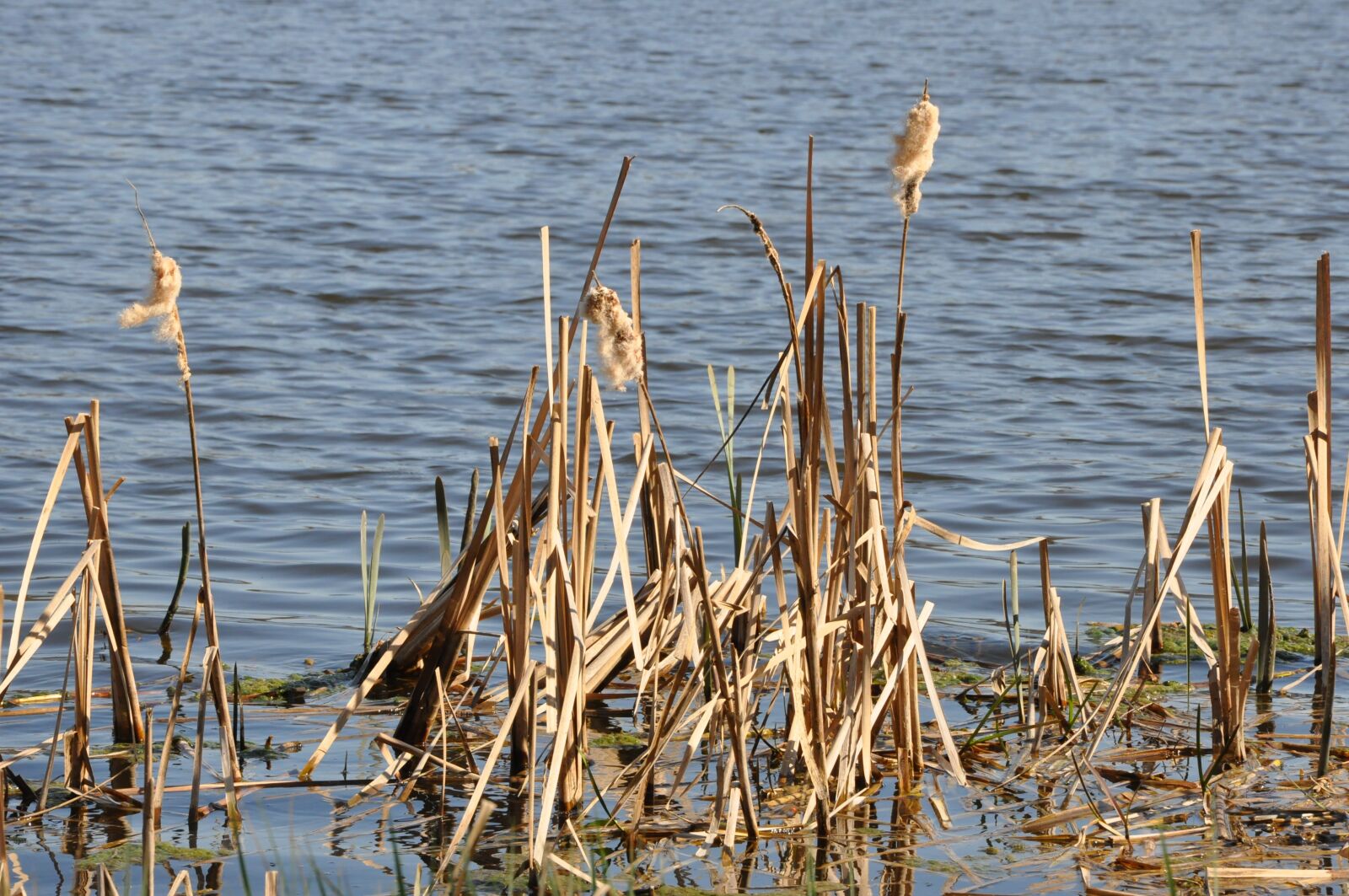 Nikon D90 sample photo. Lake, water, vegetation photography